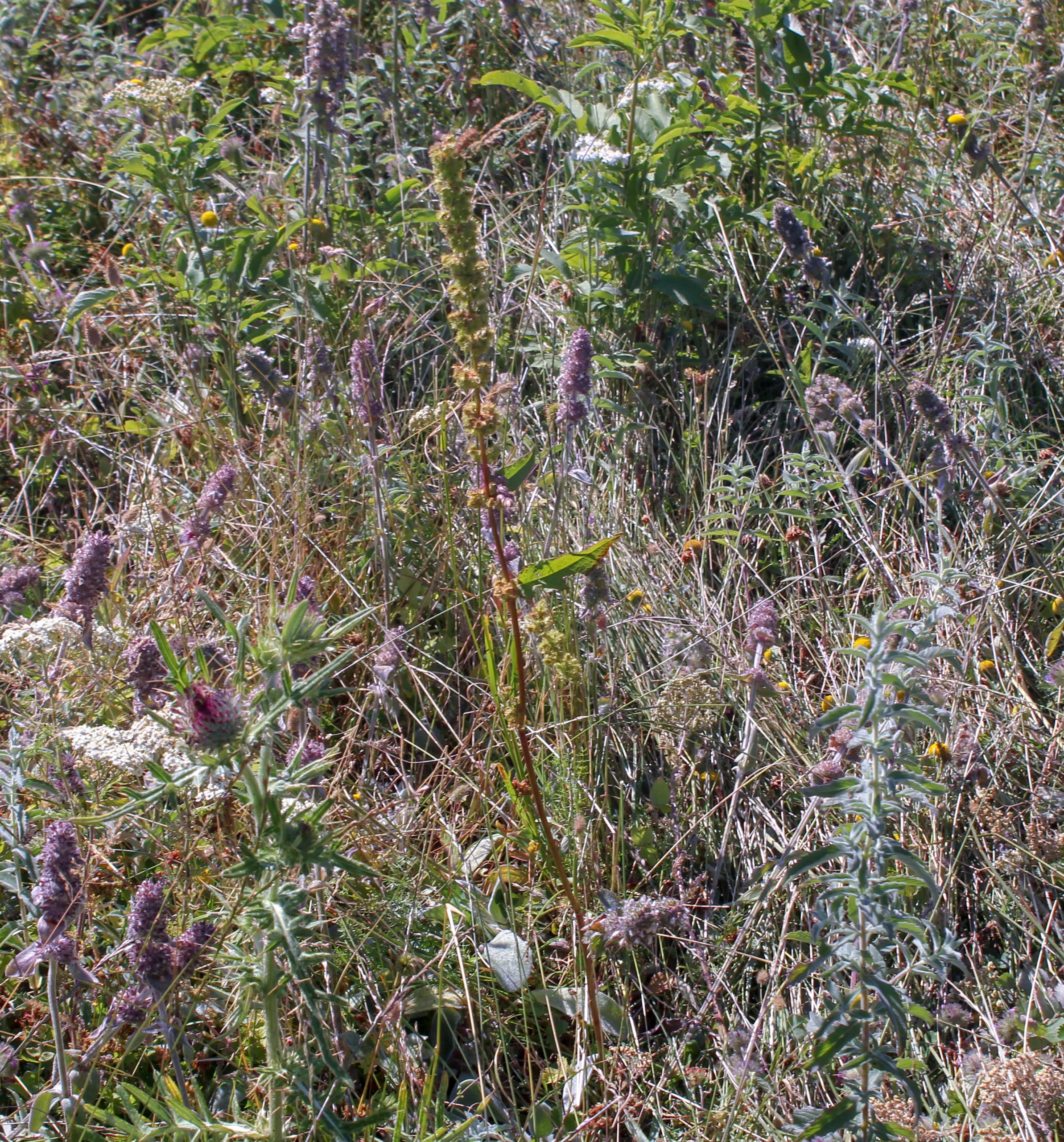 Rumex nepalensis