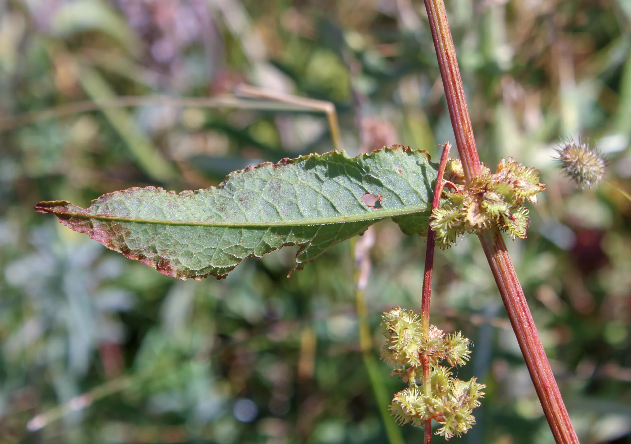 Rumex nepalensis