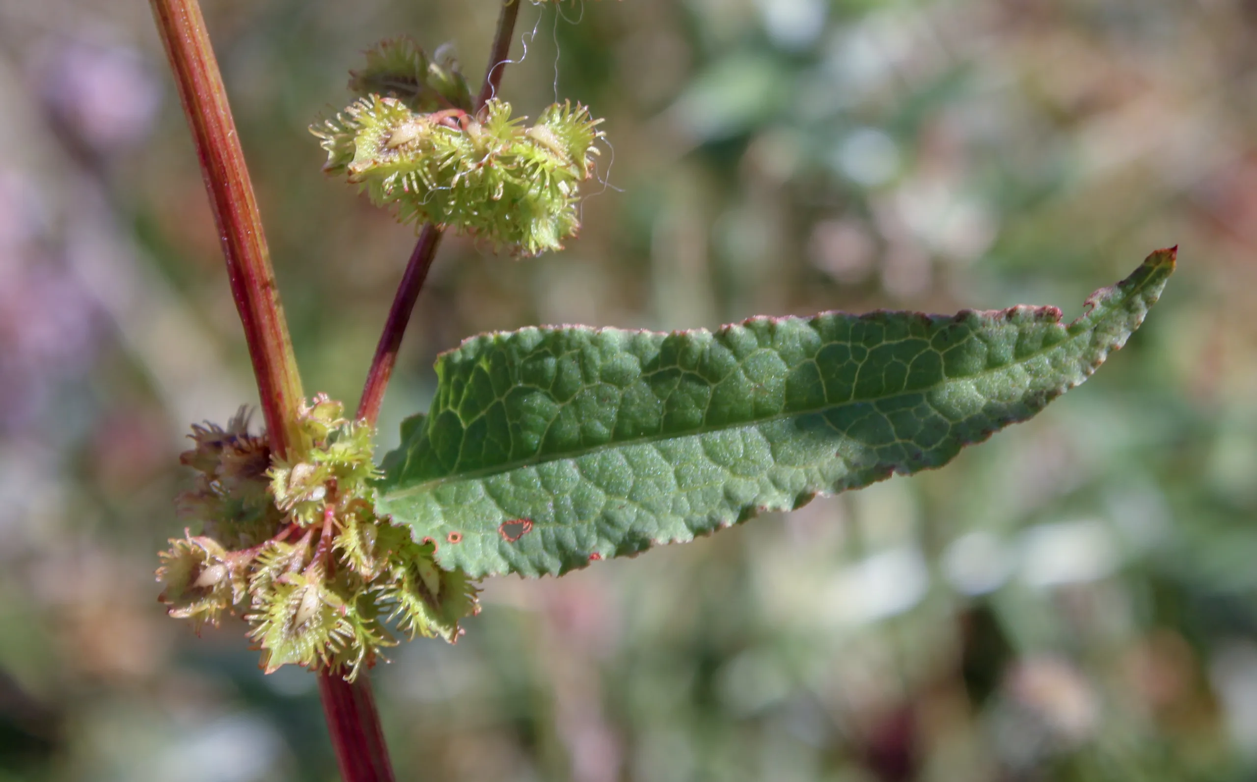 Rumex nepalensis