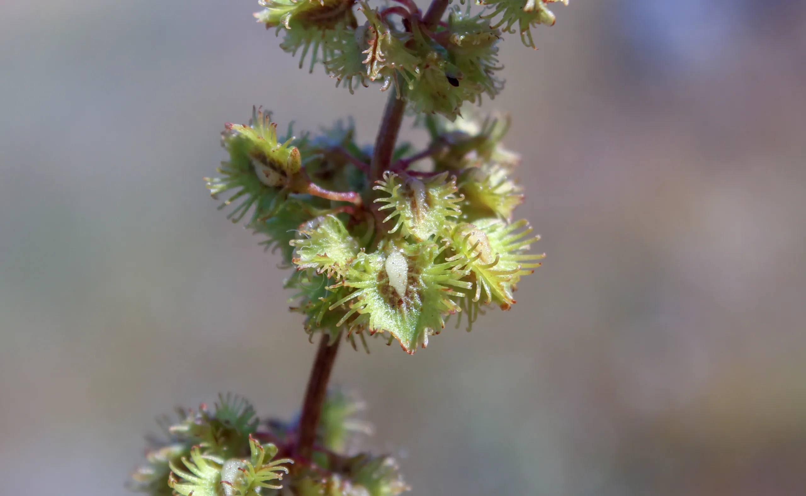 Rumex nepalensis