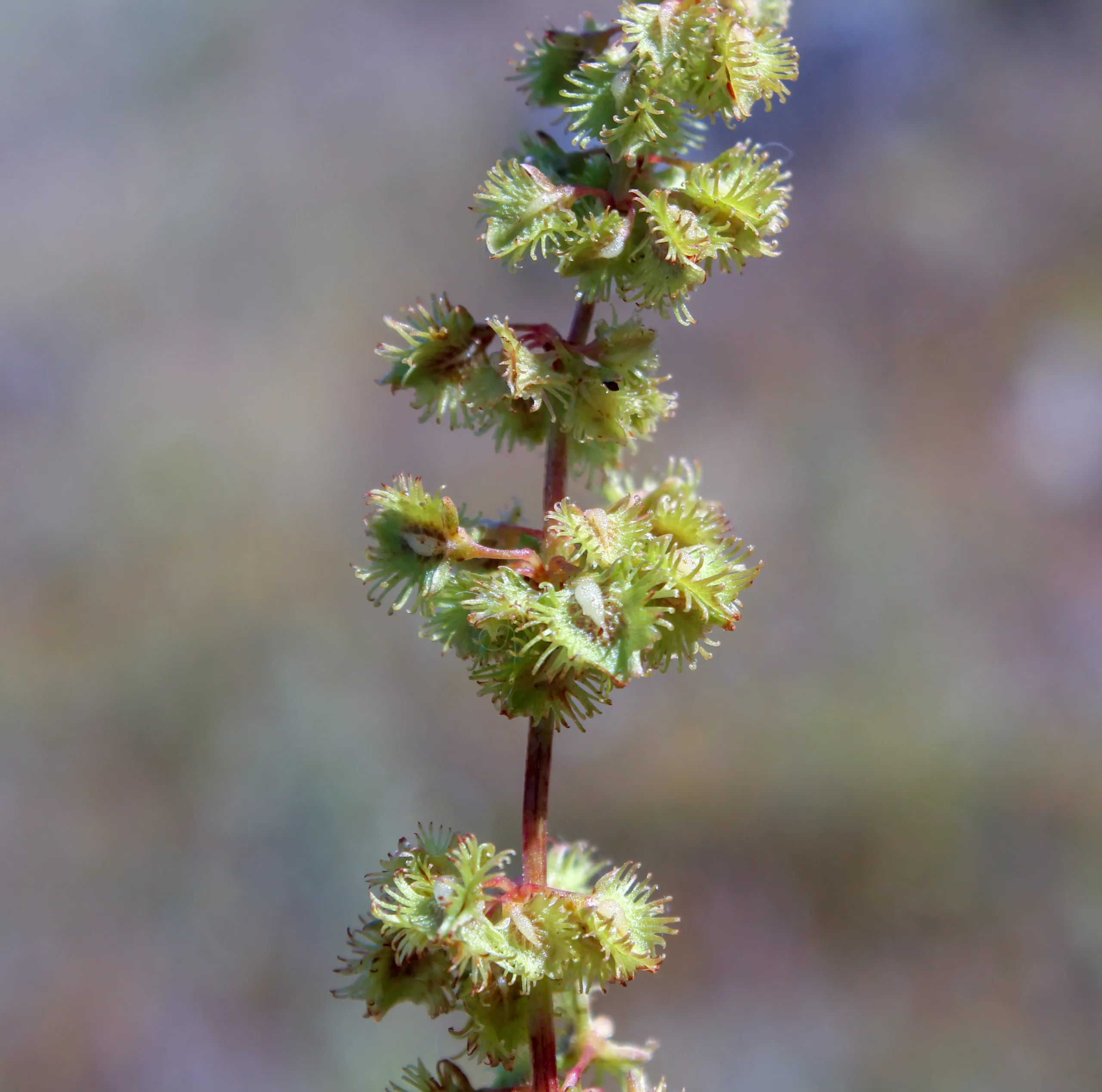 Rumex nepalensis