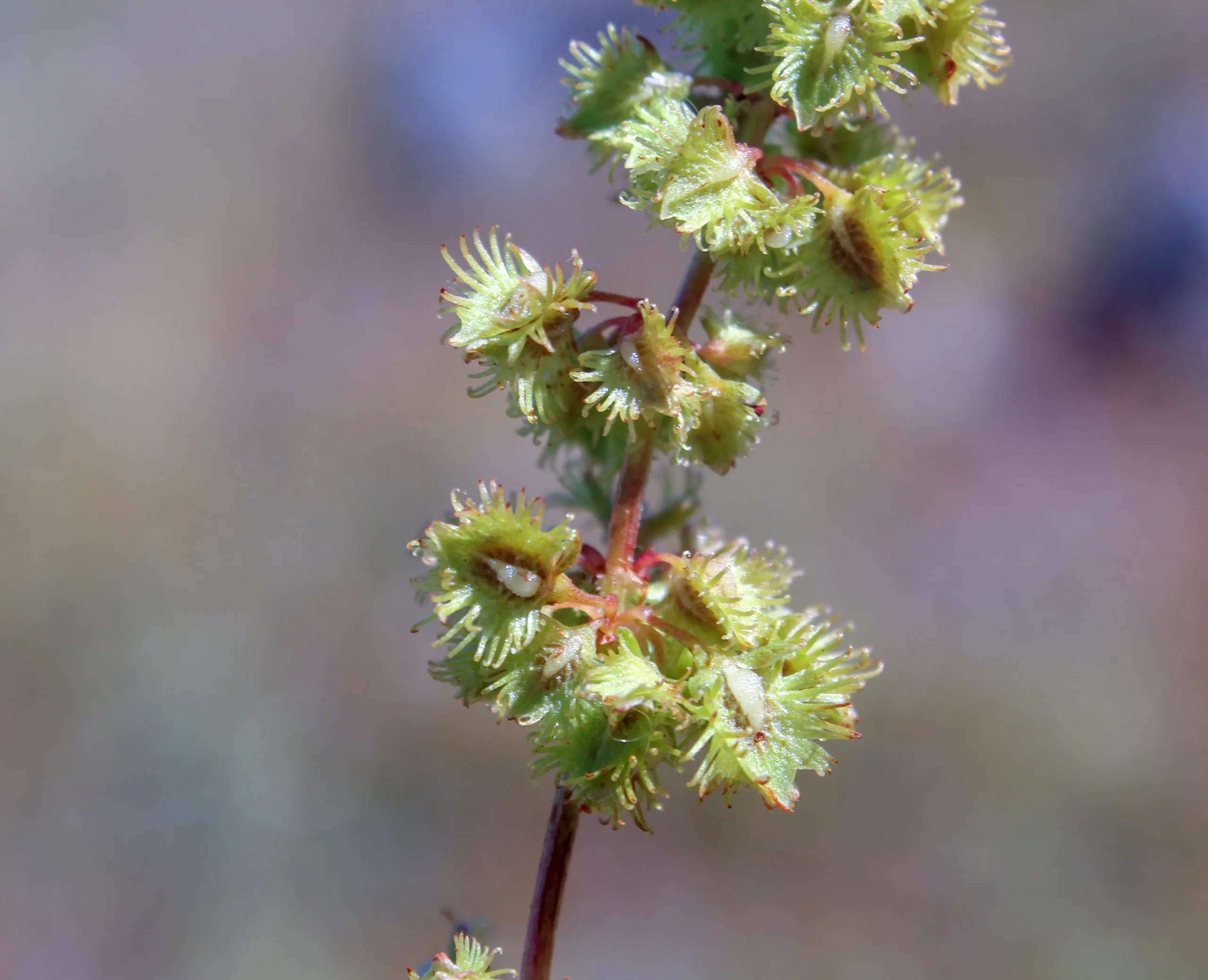 Rumex nepalensis