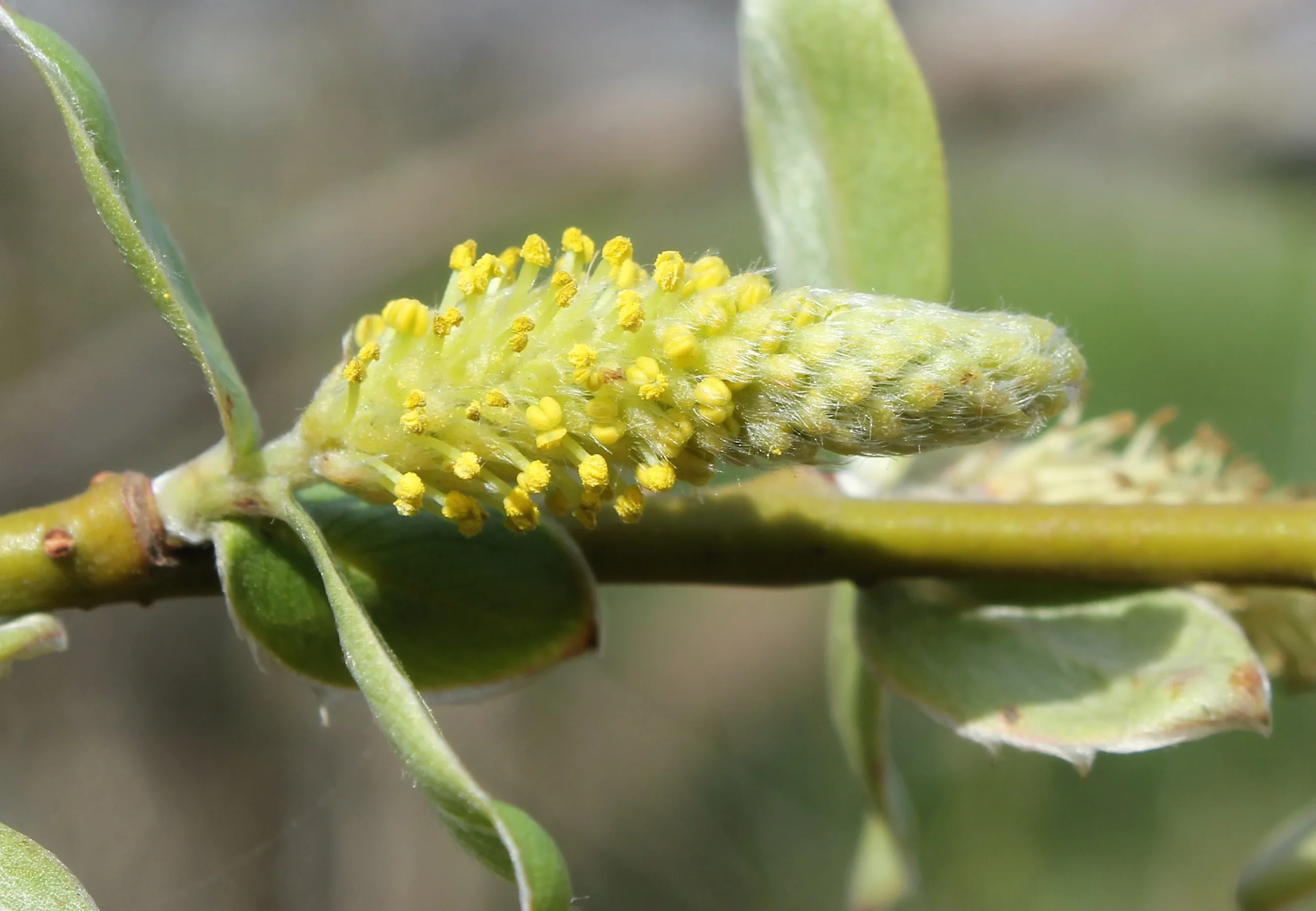 Salix fragilis