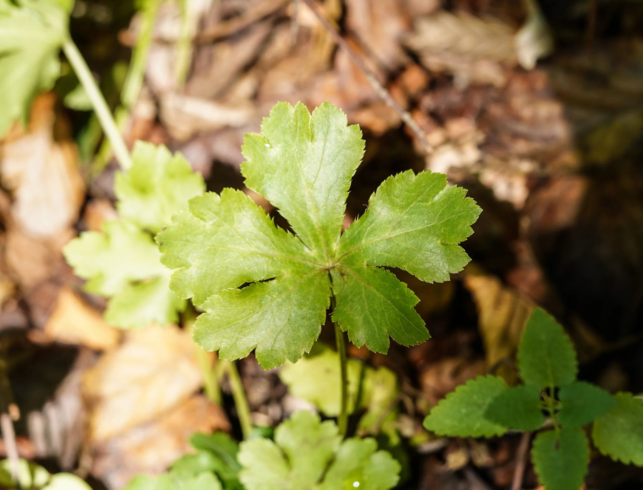 Sanicula europaea
