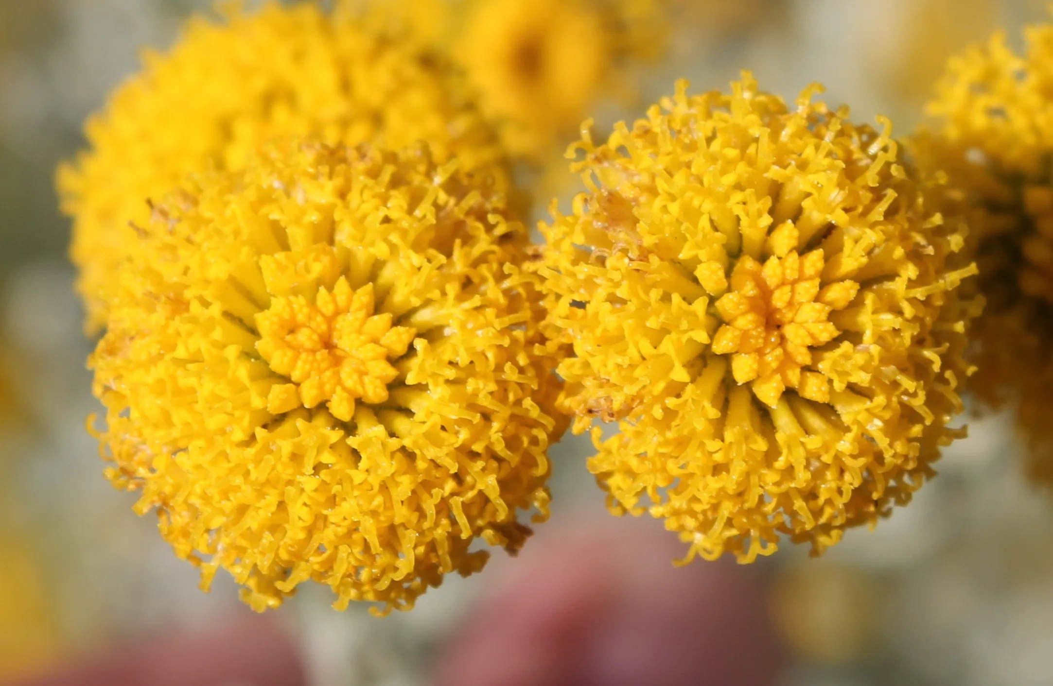 Santolina chamaecyparissus