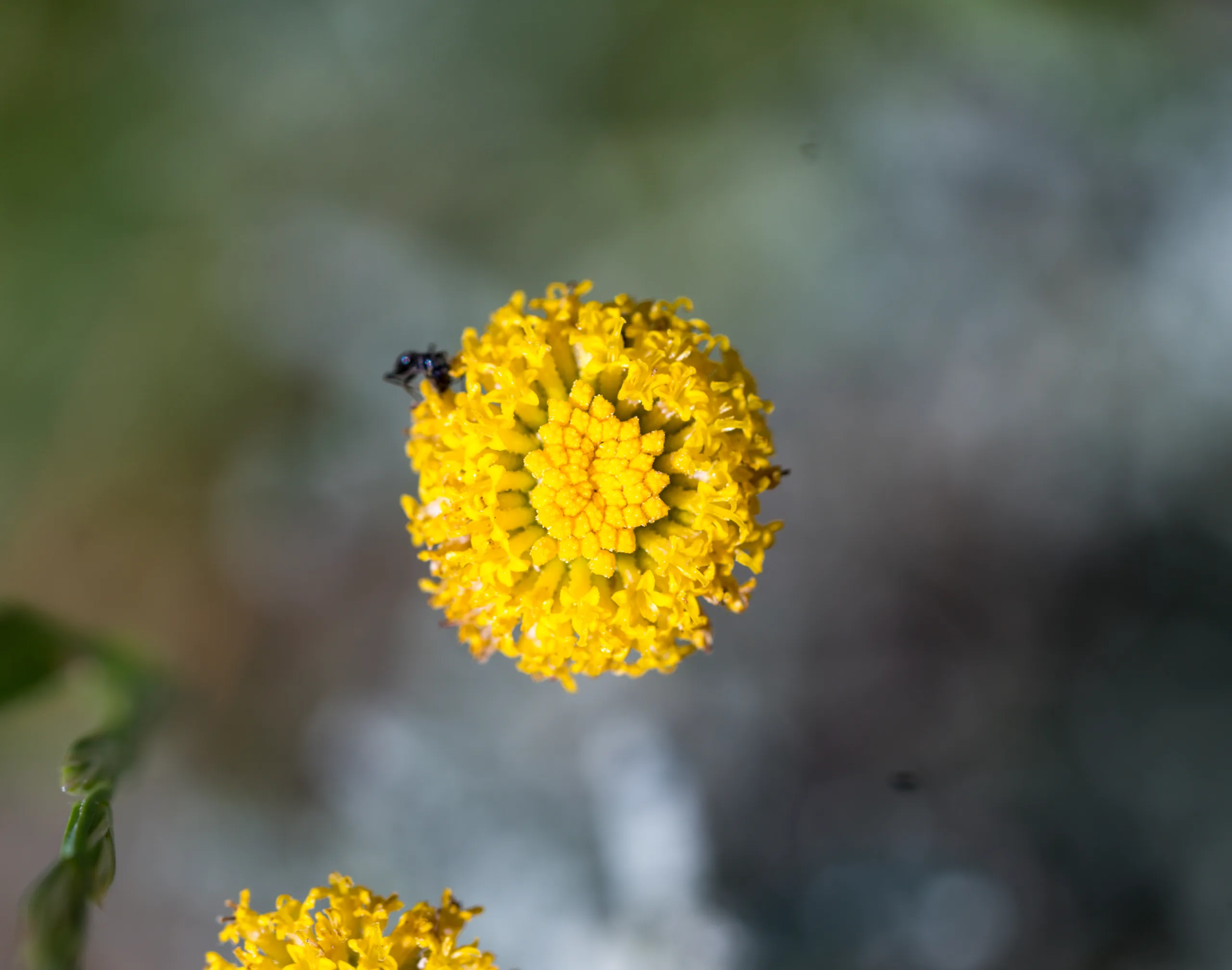 Santolina chamaecyparissus