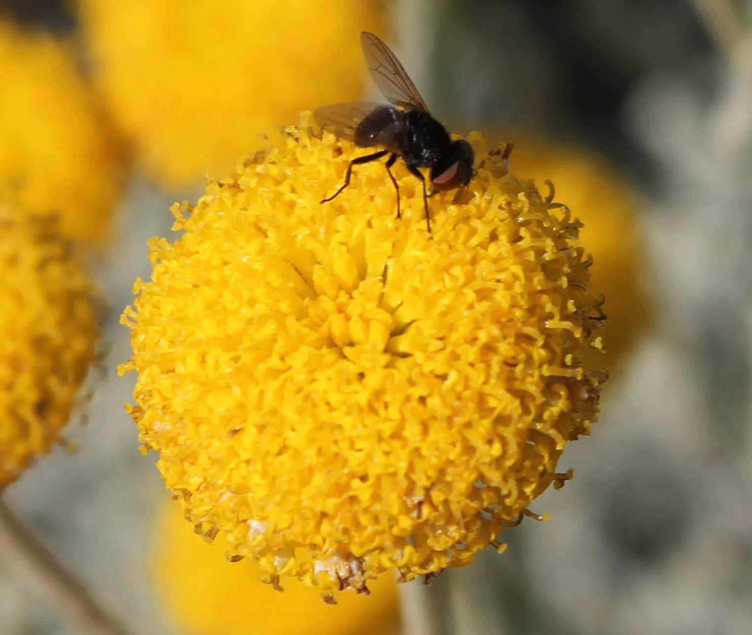 Santolina chamaecyparissus