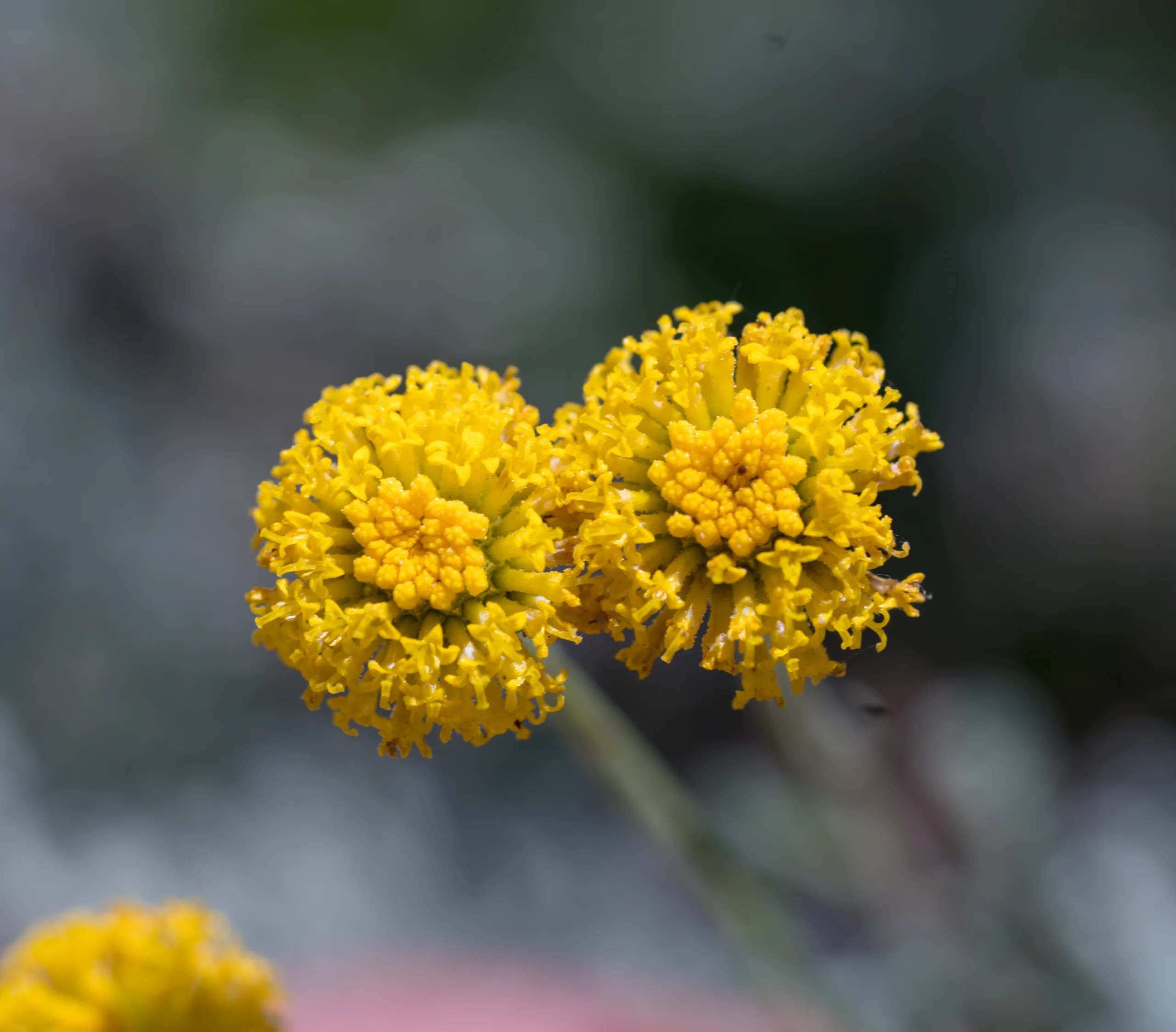 Santolina chamaecyparissus