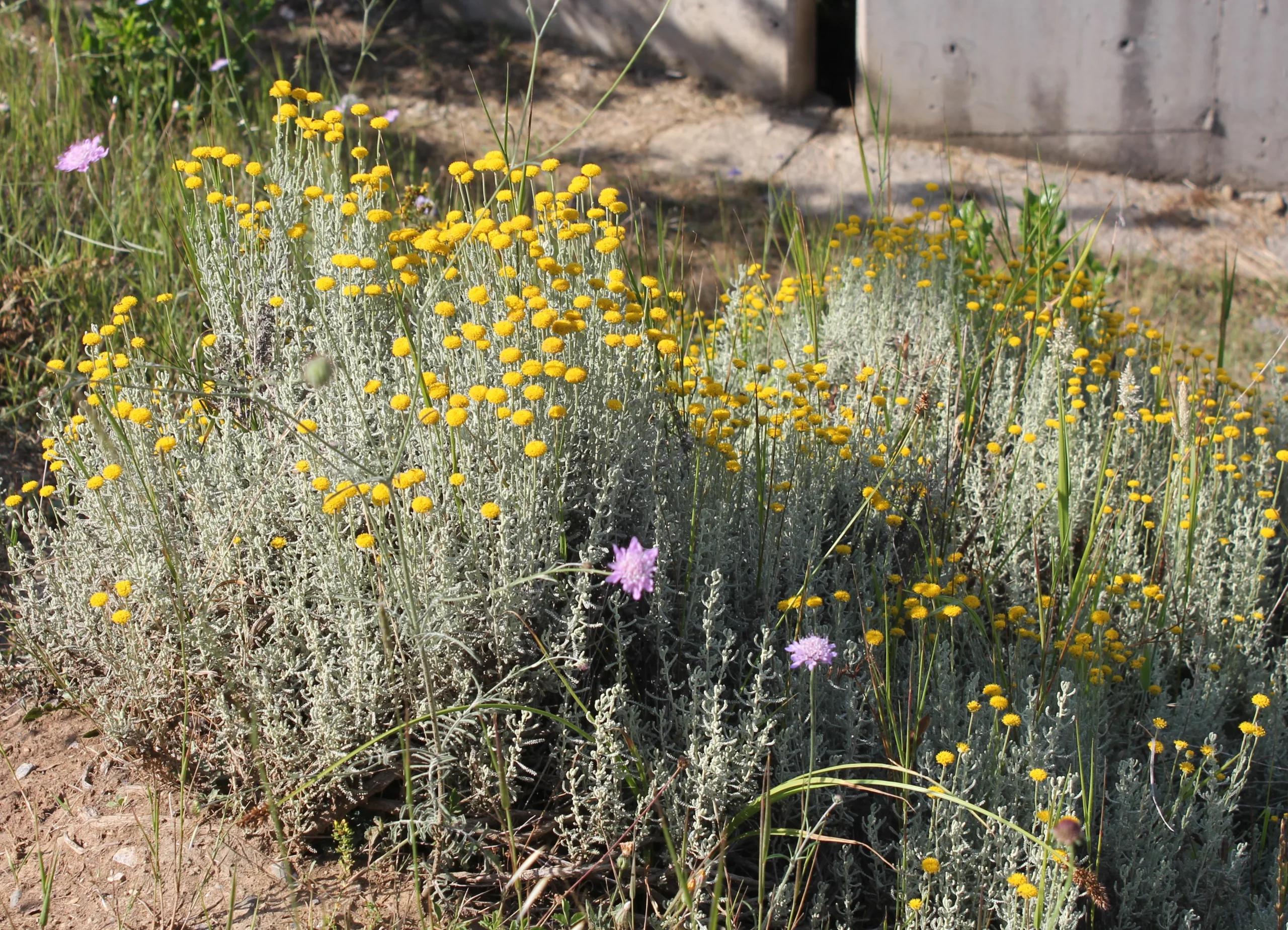 Santolina chamaecyparissus