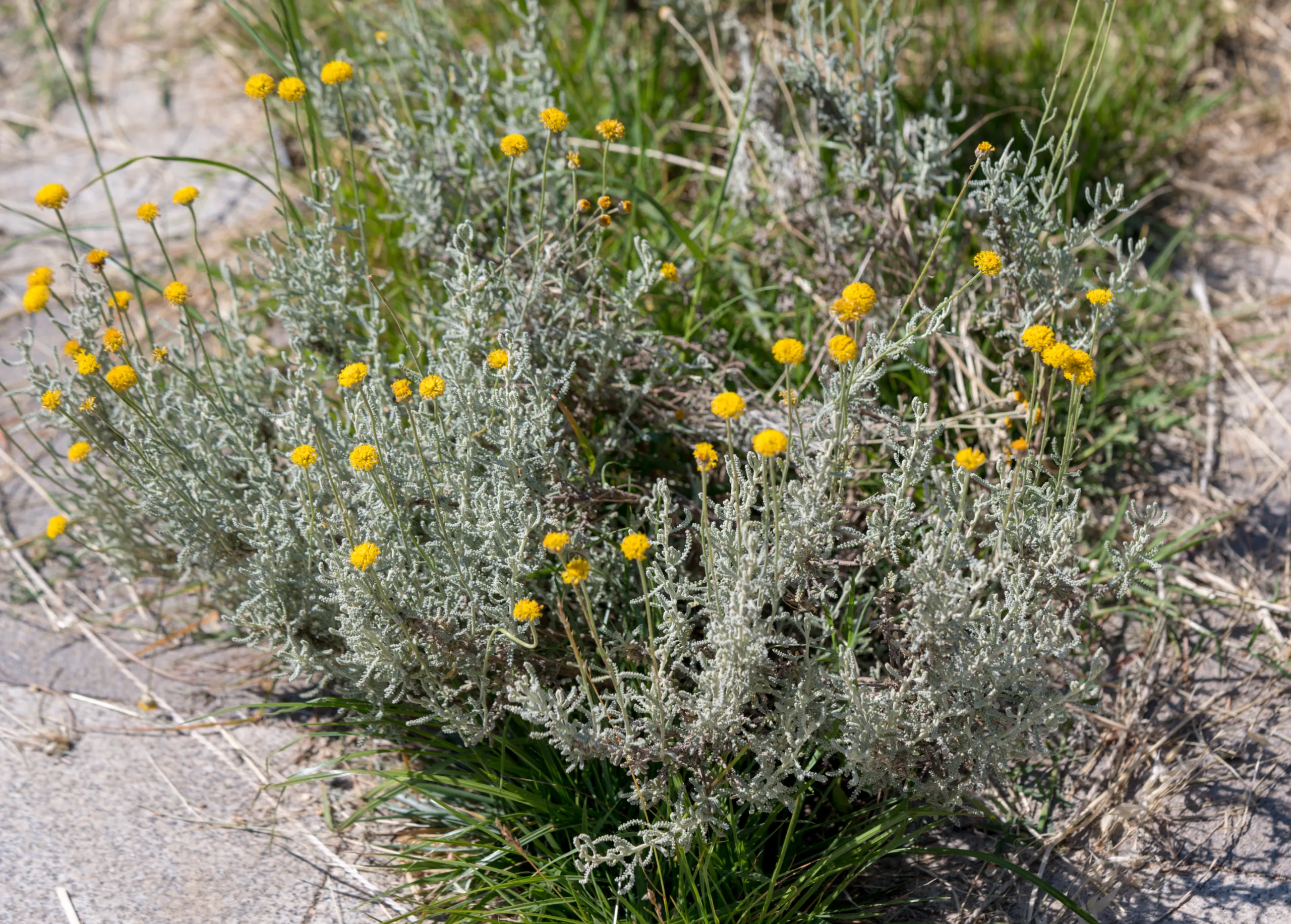 Santolina chamaecyparissus