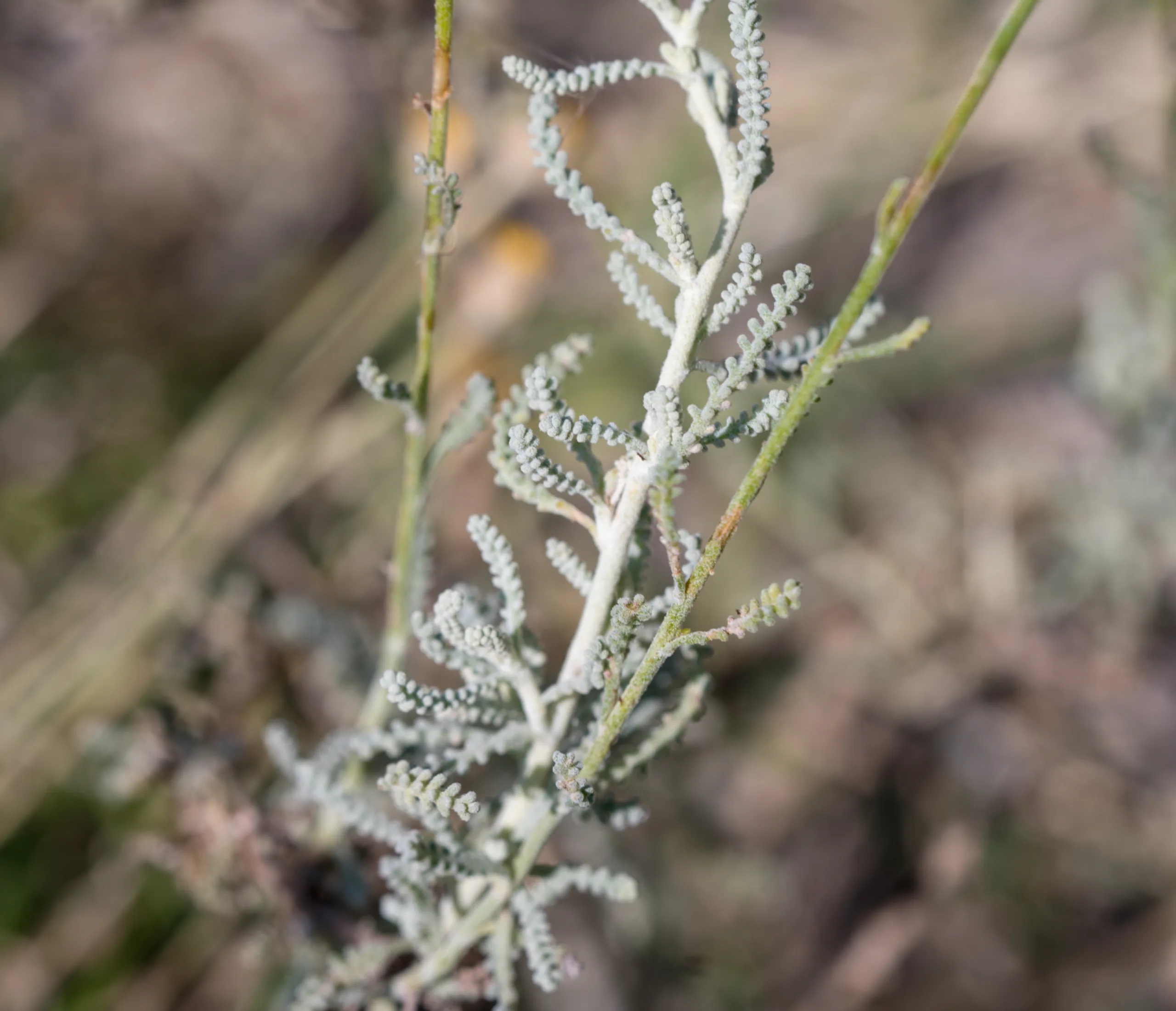 Santolina chamaecyparissus