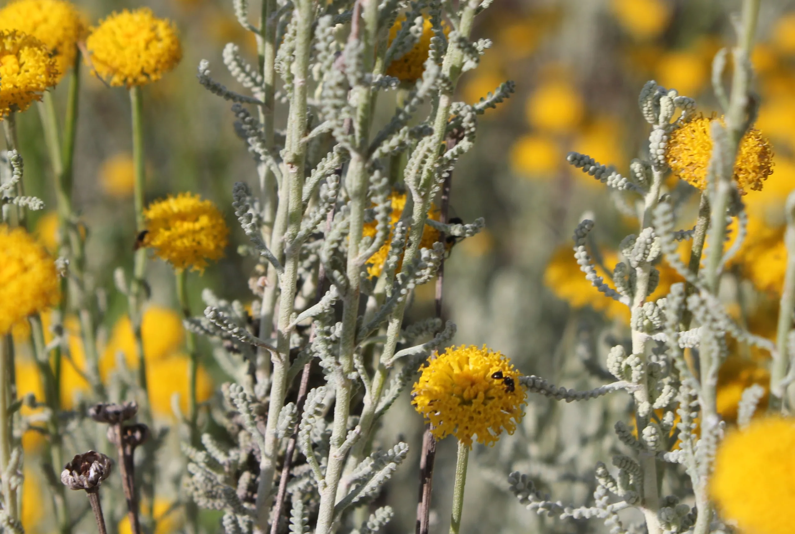 Santolina chamaecyparissus