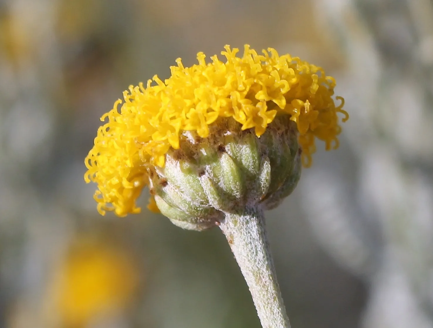 Santolina chamaecyparissus