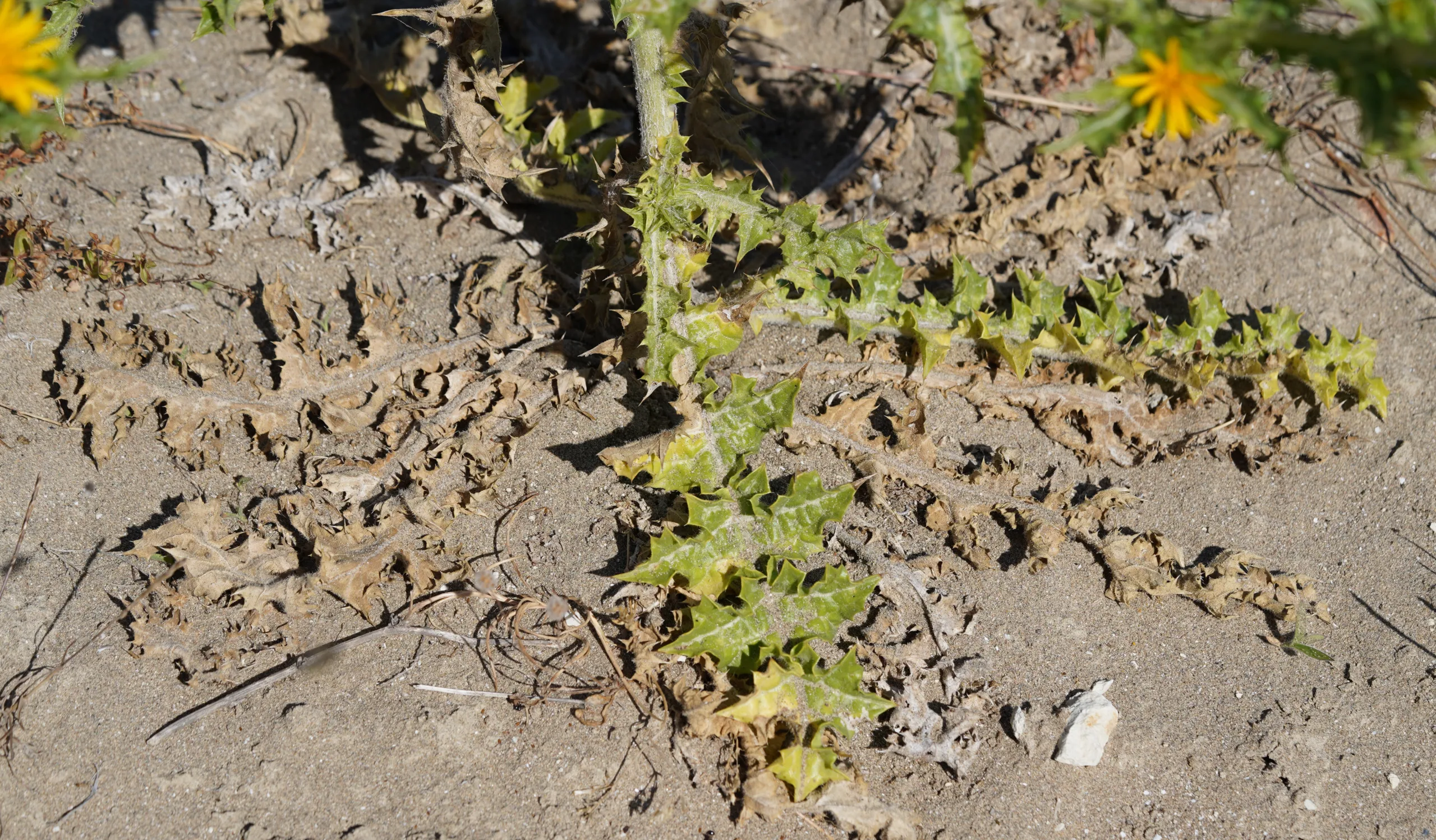 Scolymus hispanicus