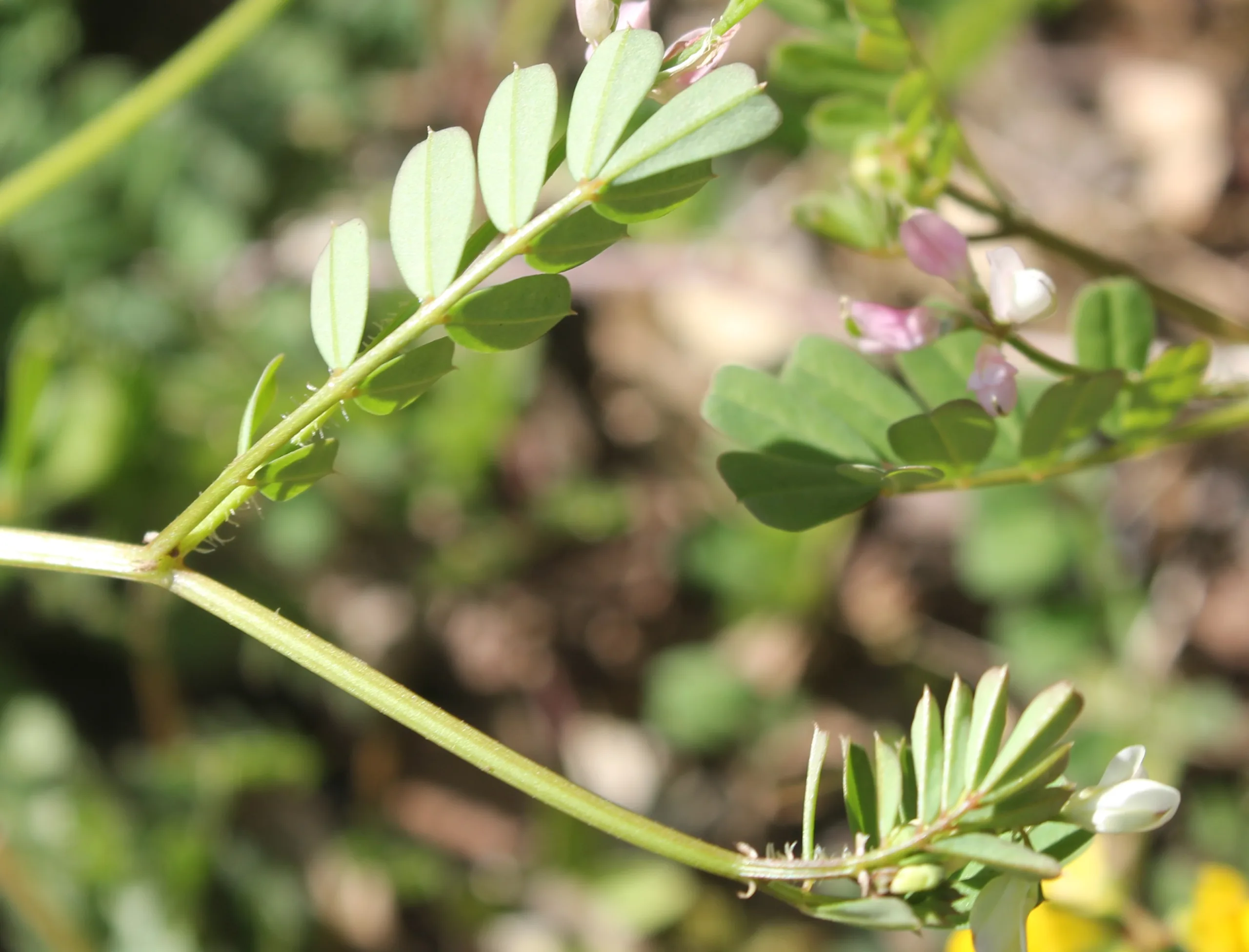 Coronilla cretica