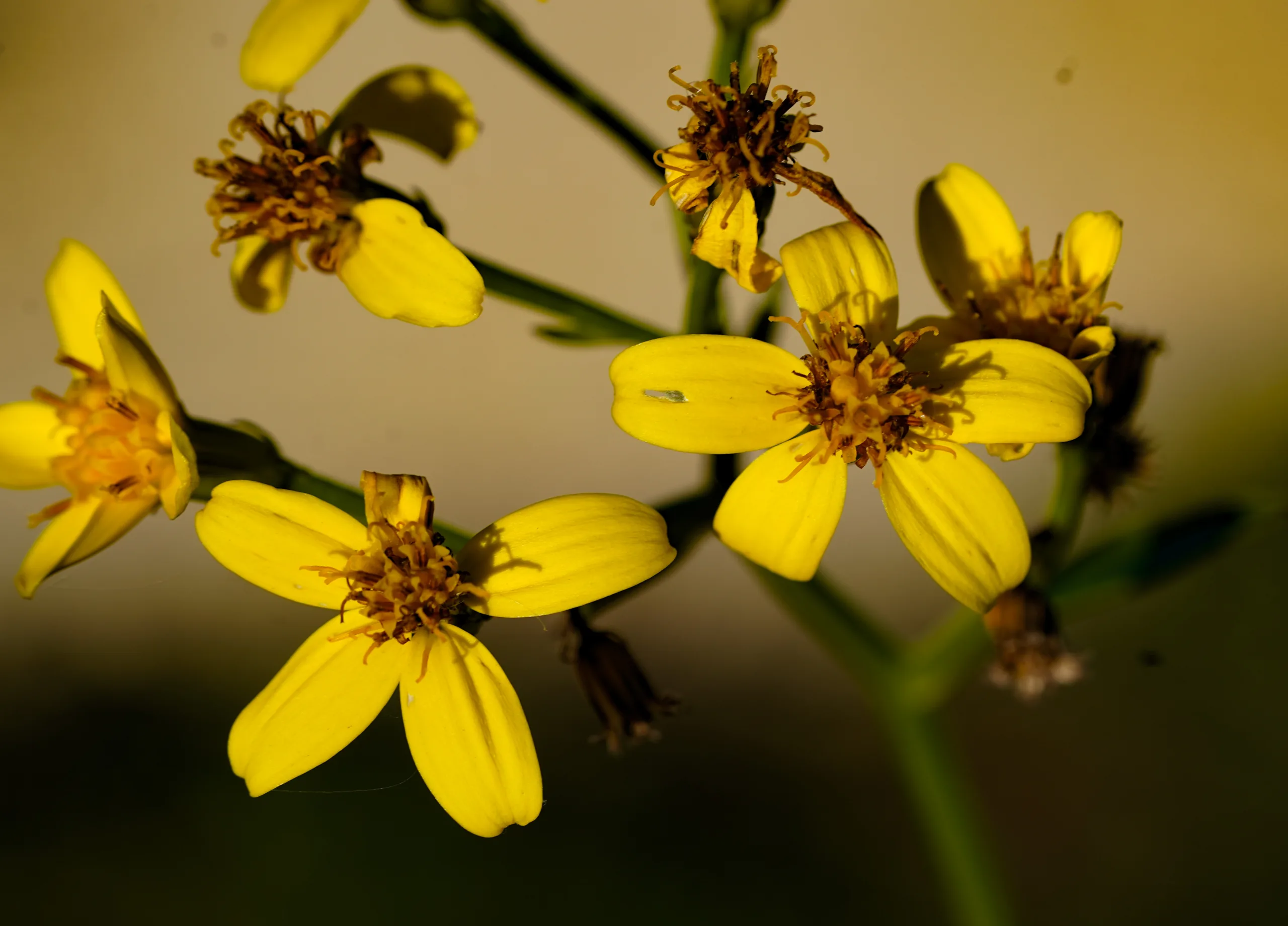 Senecio angulatus