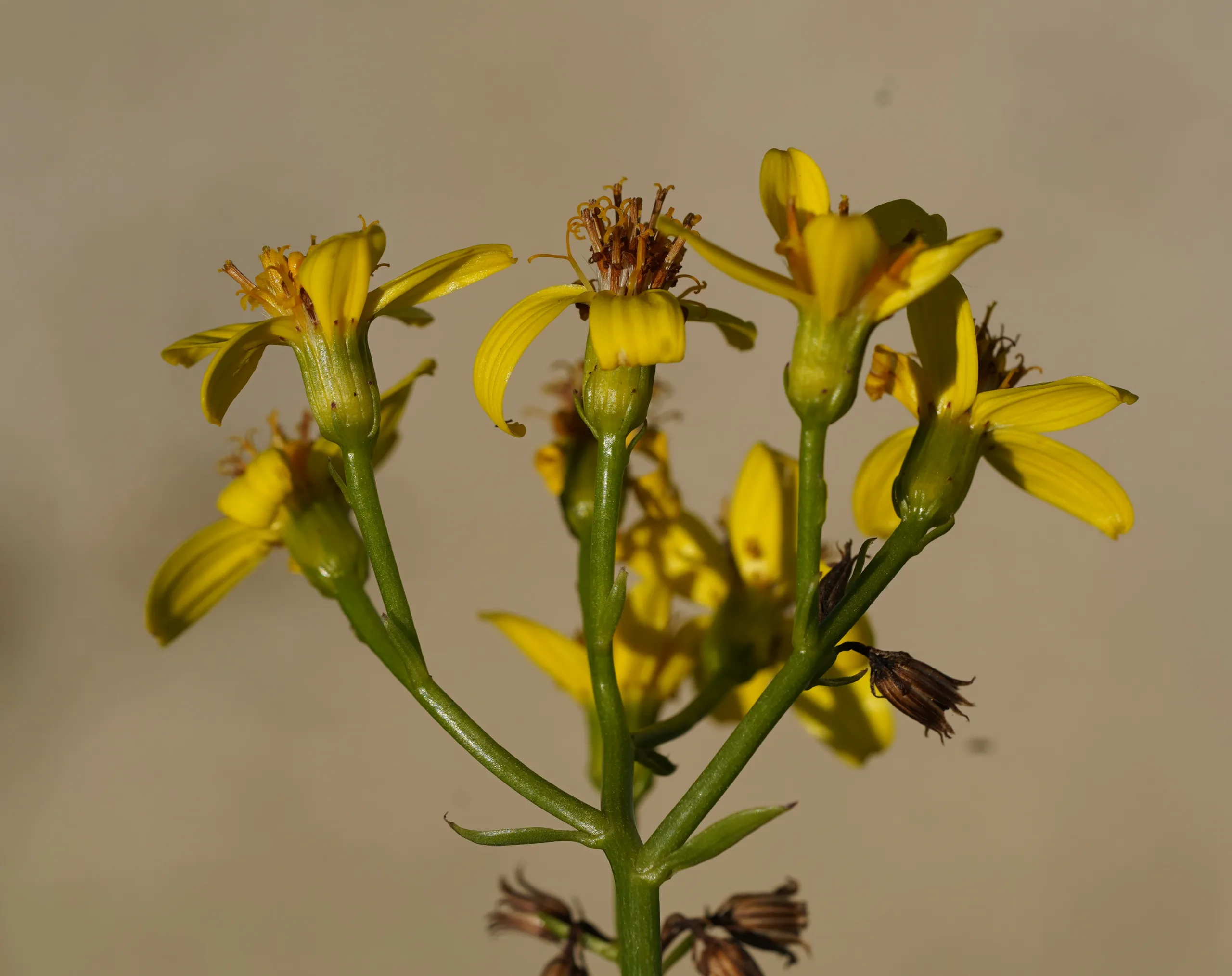 Senecio angulatus