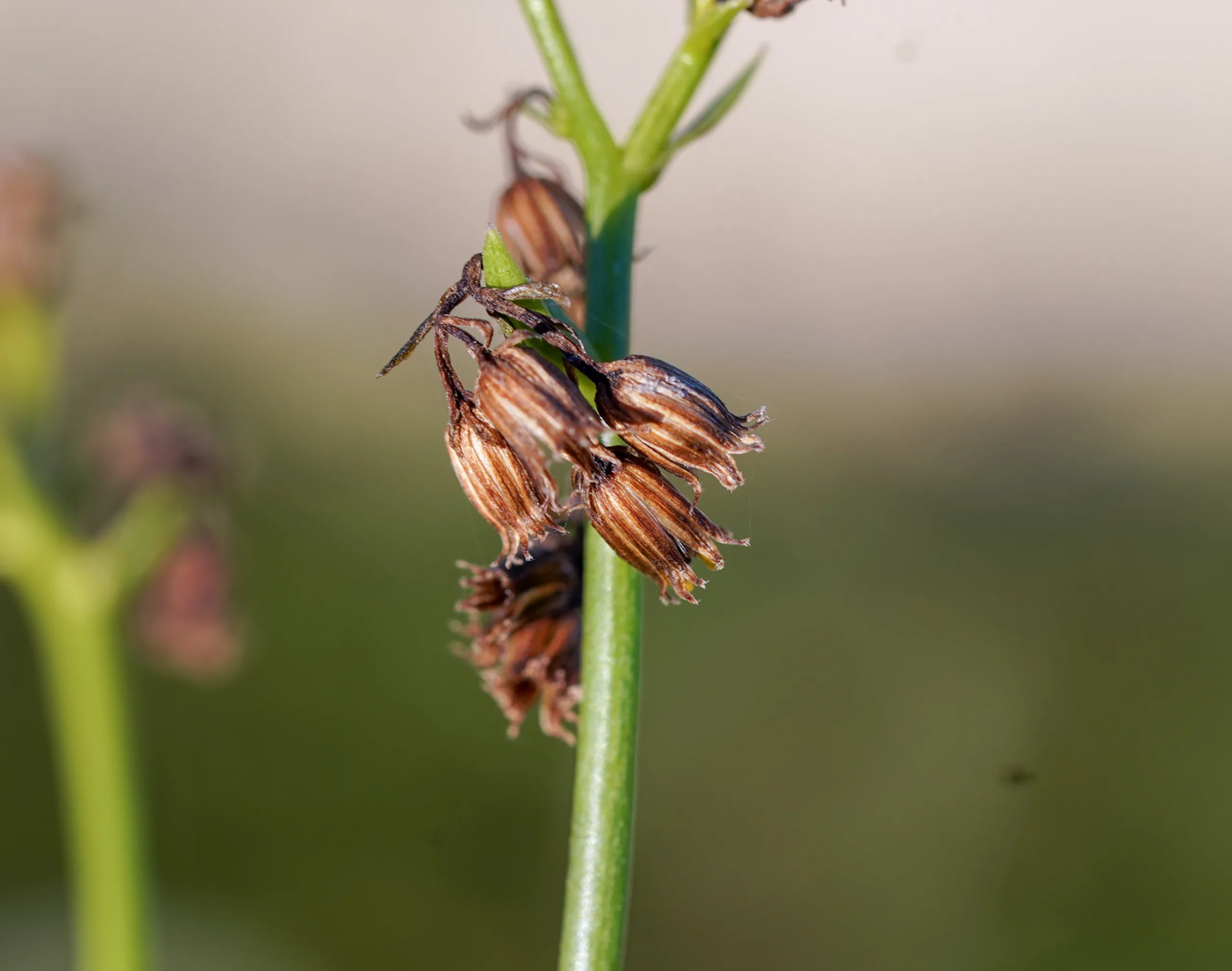 Senecio angulatus