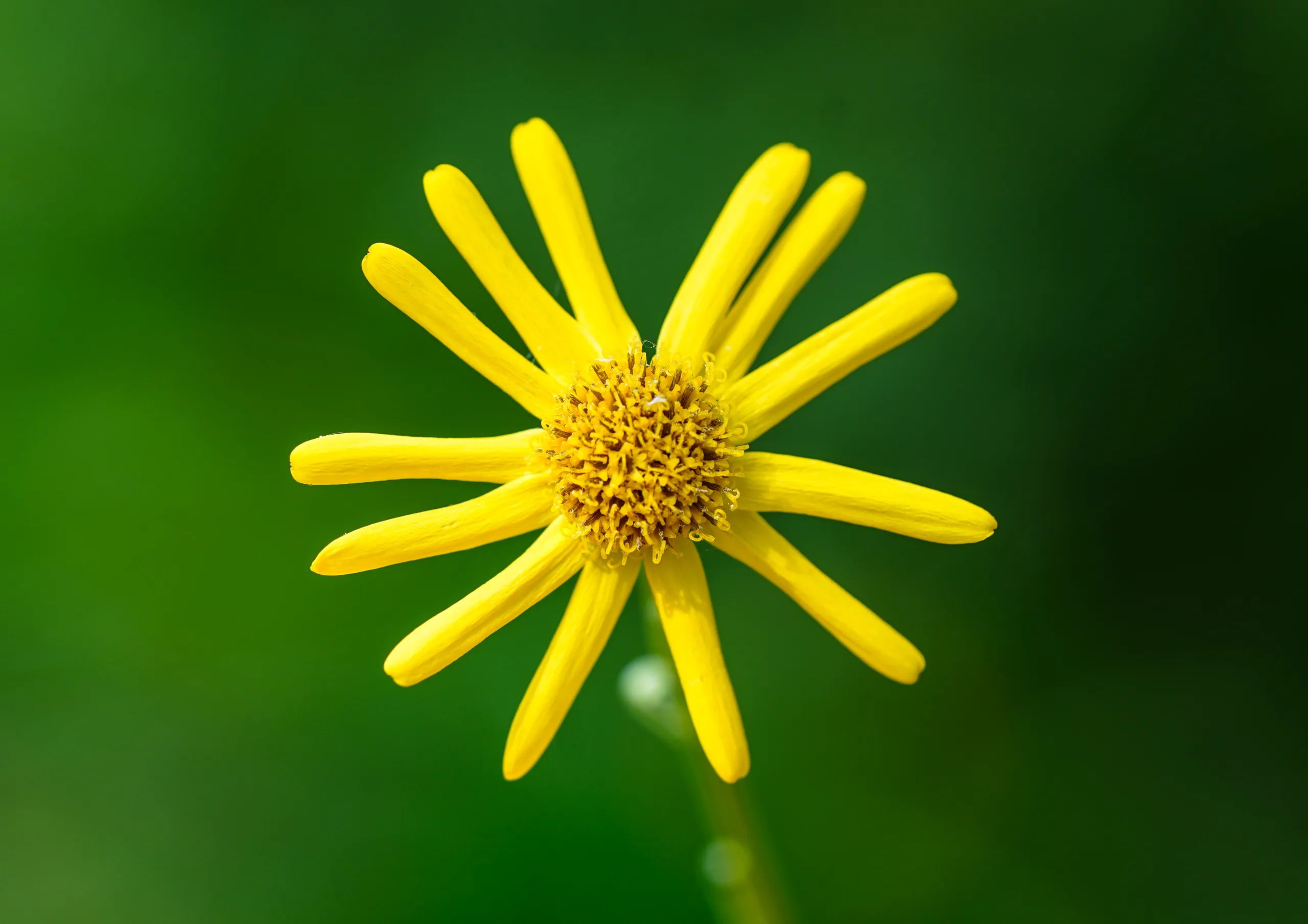 Senecio (Kanaryaotu)