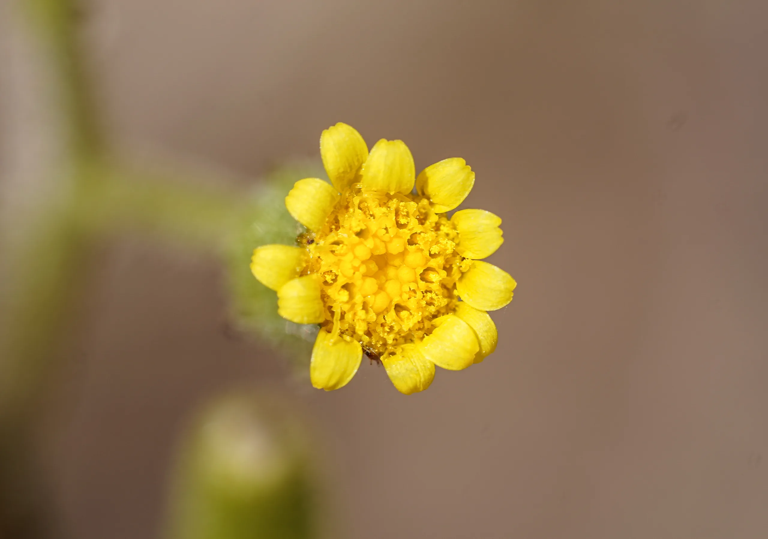 Senecio lividus