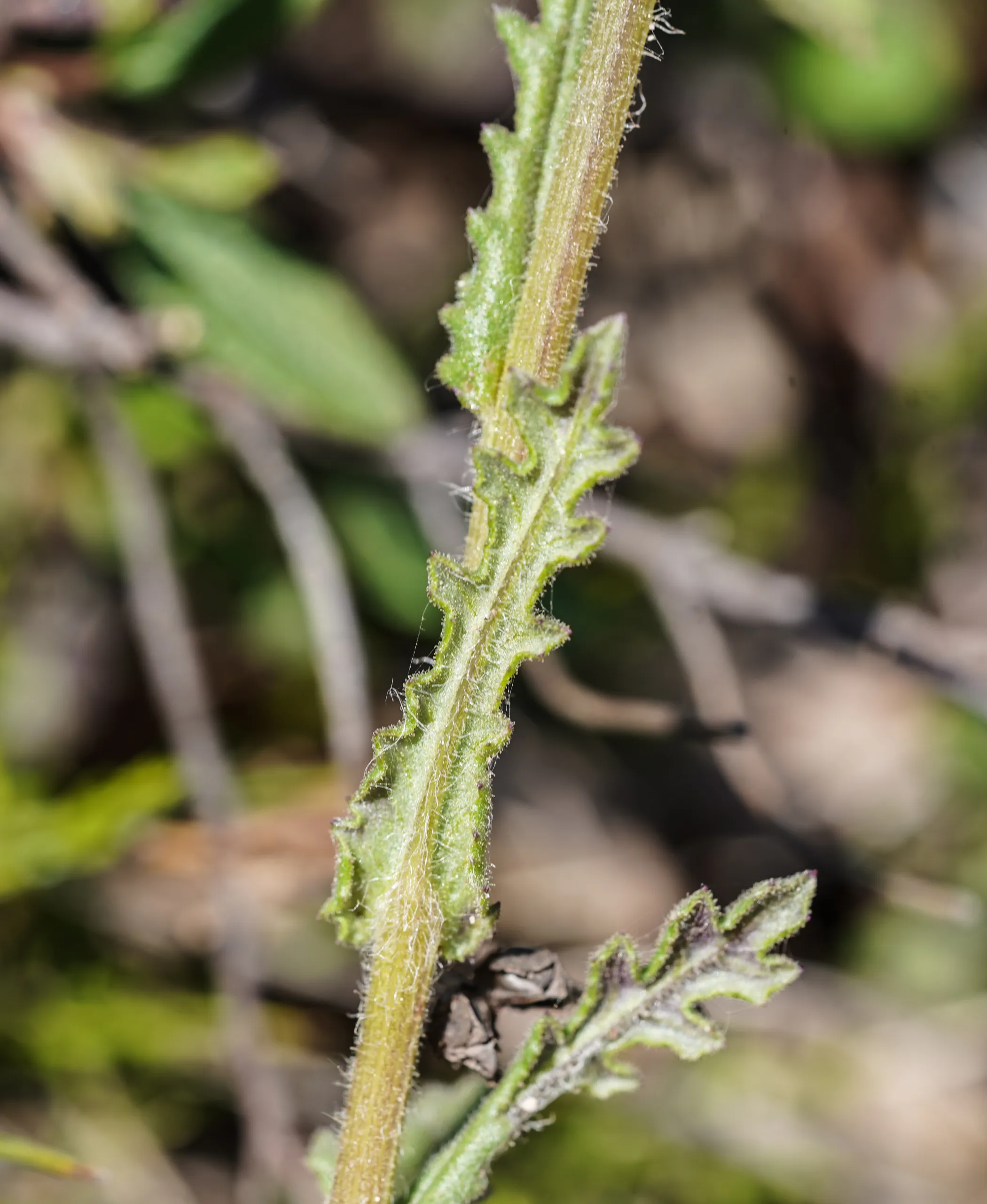 Senecio lividus