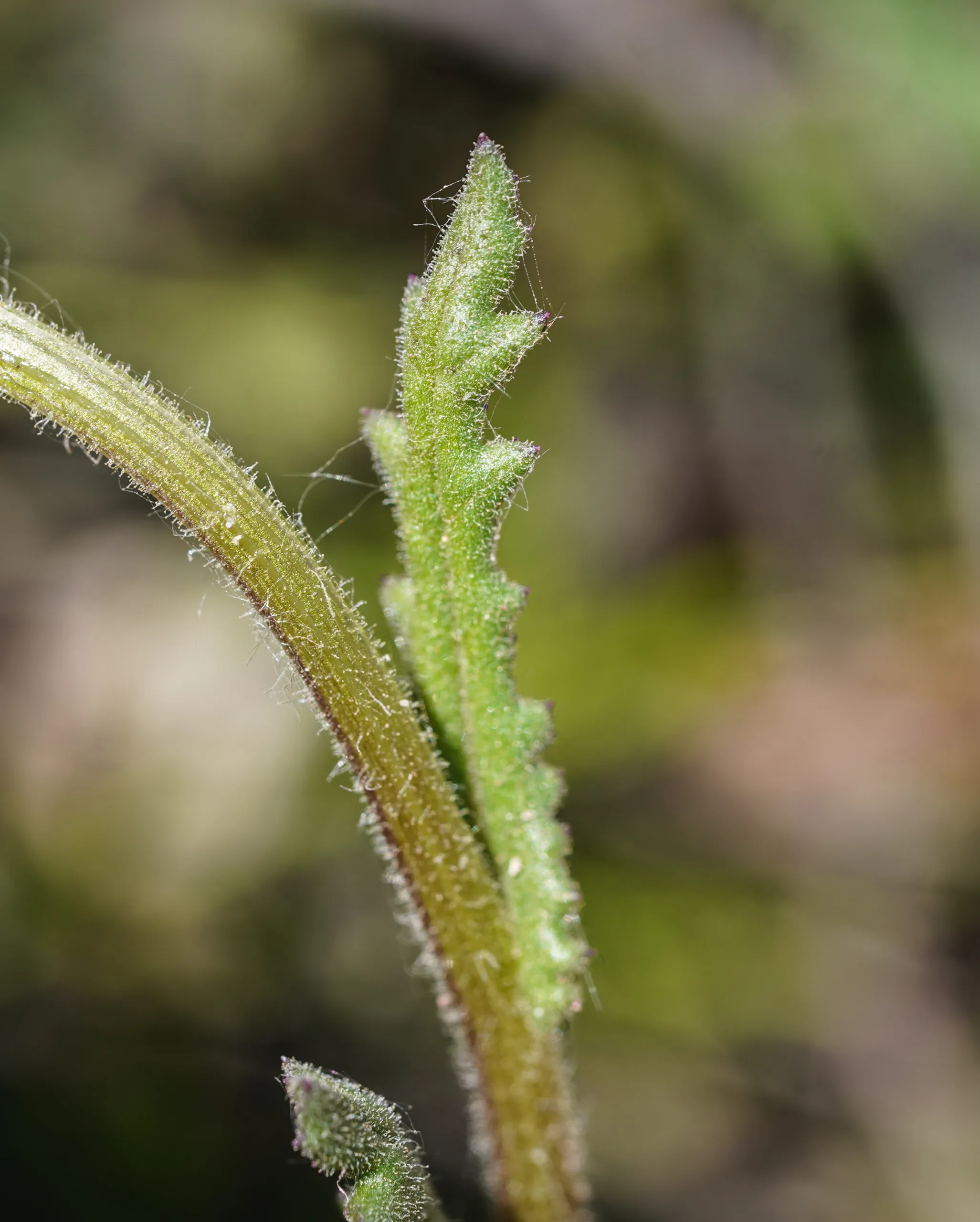 Senecio lividus