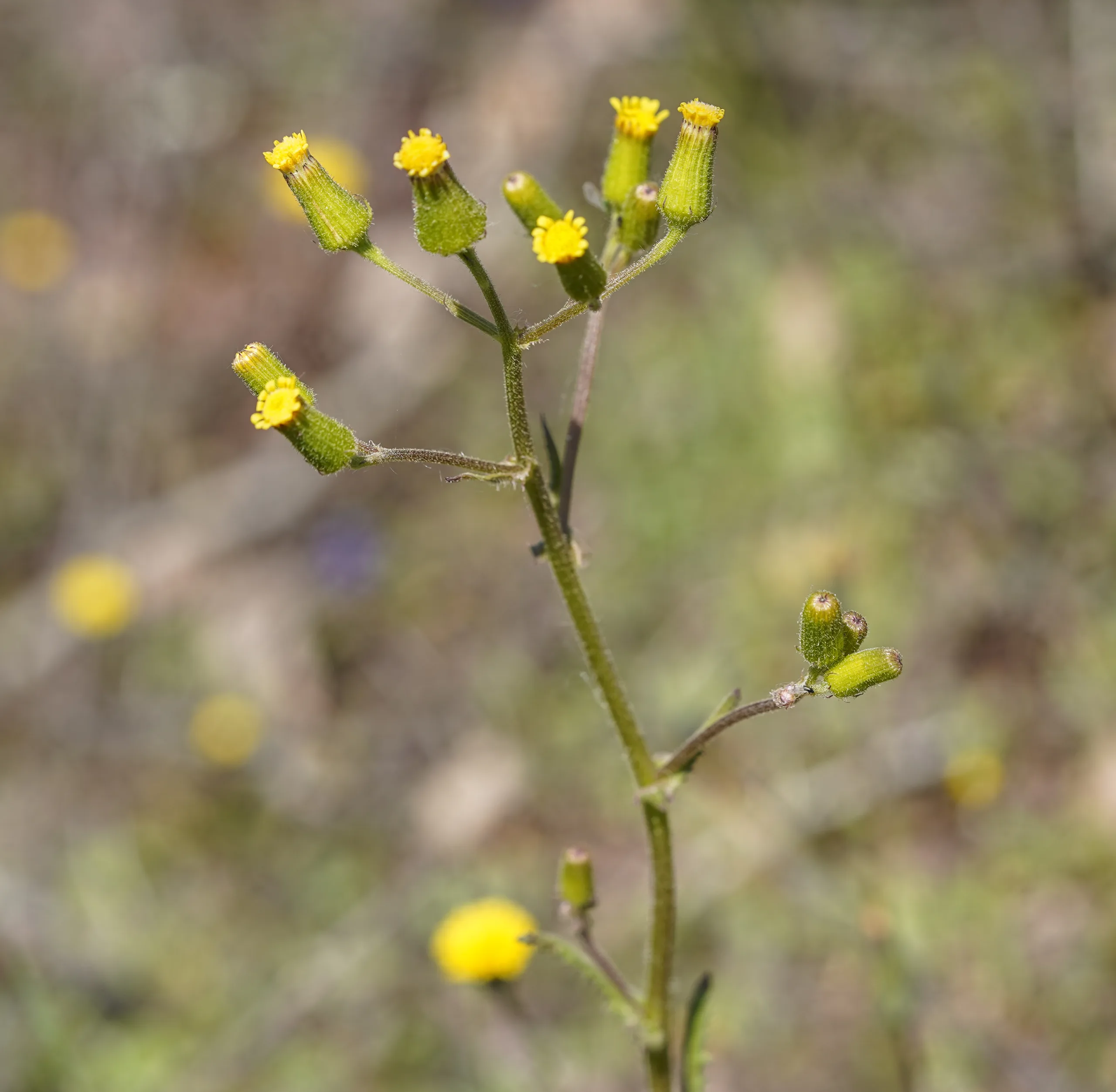 Senecio lividus