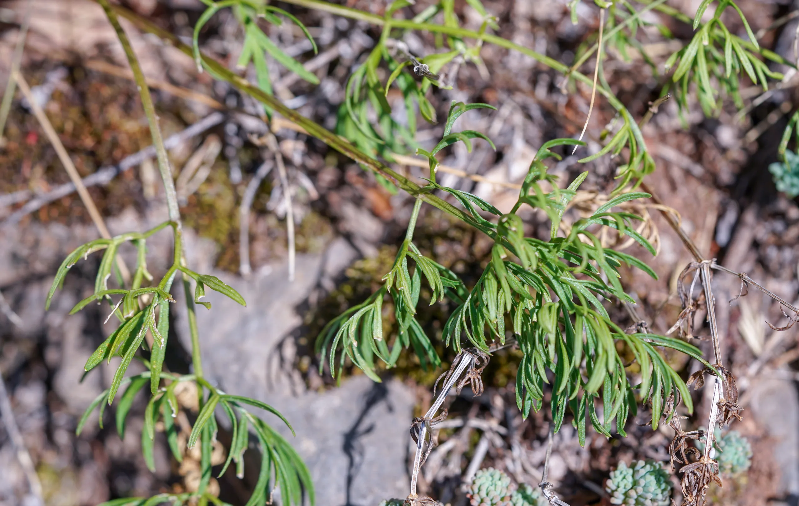 Seseli peucedanoides