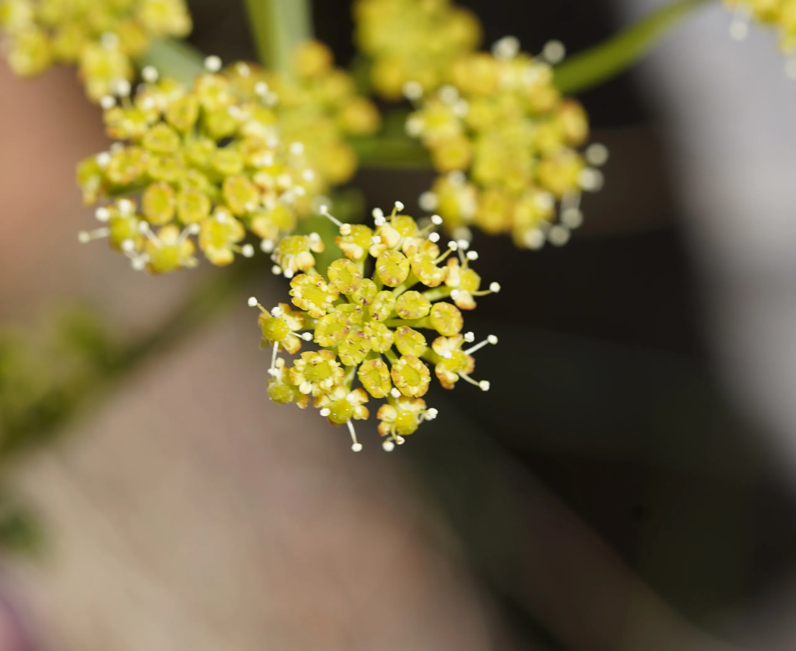 Seseli peucedanoides