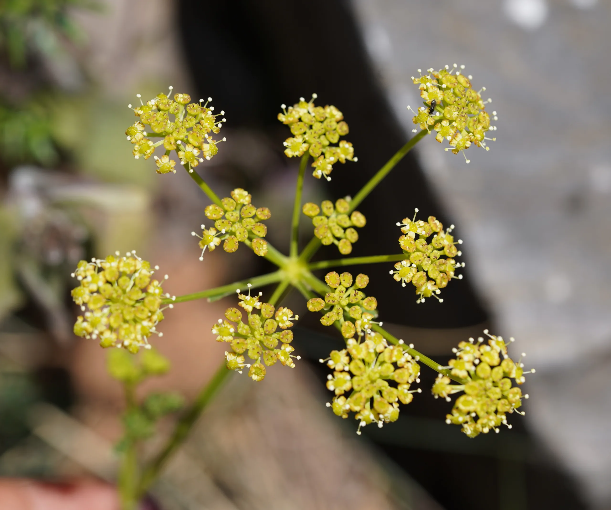 Seseli (Çaşırgöbeği)
