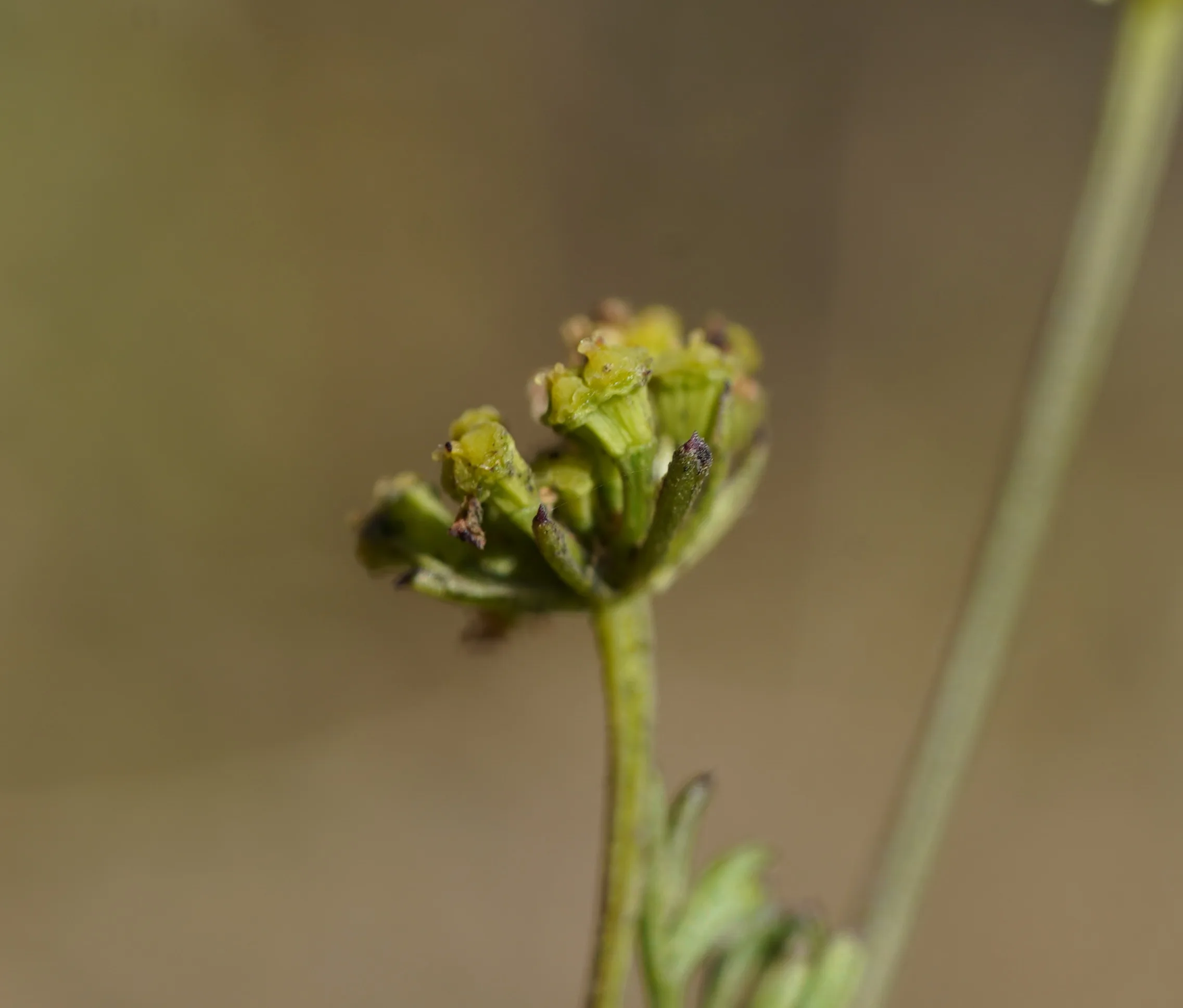 Seseli peucedanoides