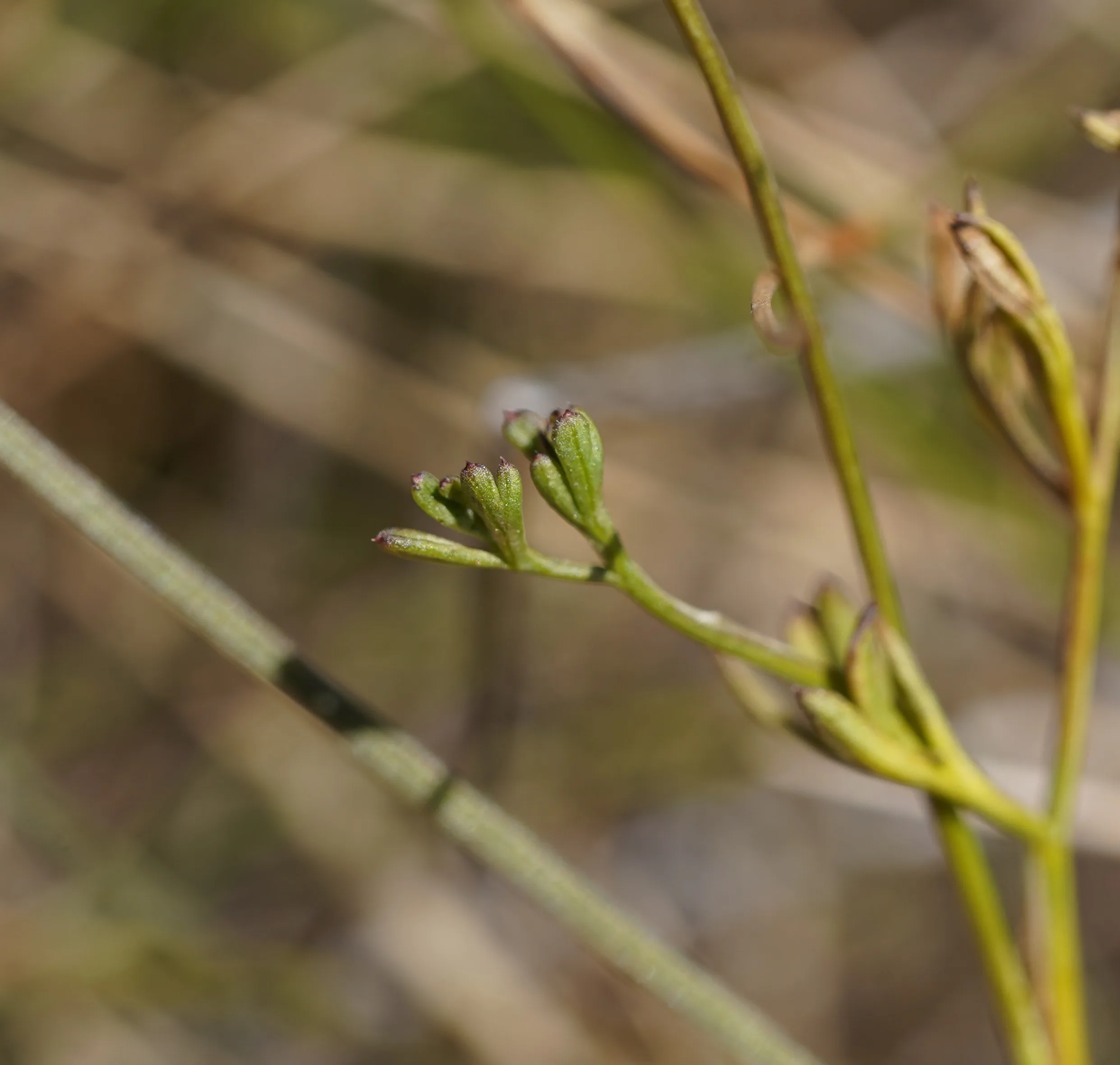 Seseli peucedanoides