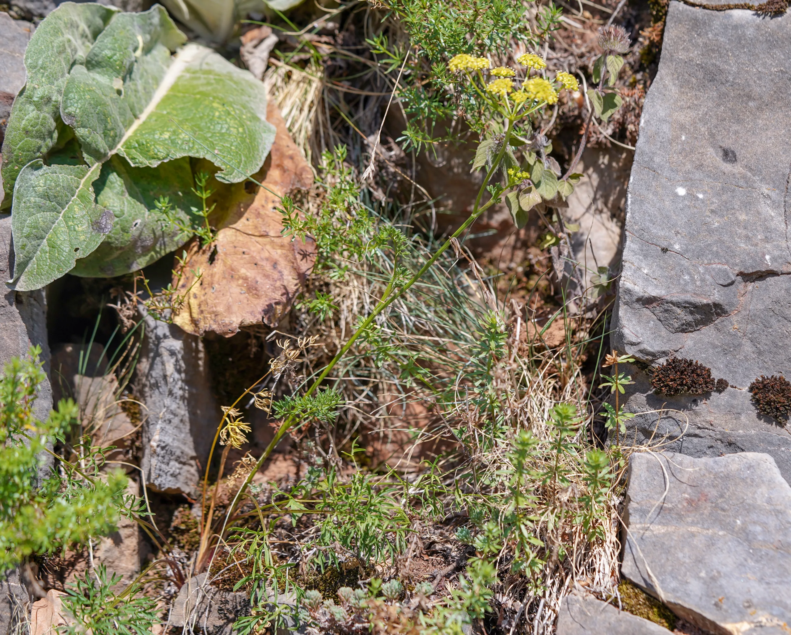 Seseli peucedanoides