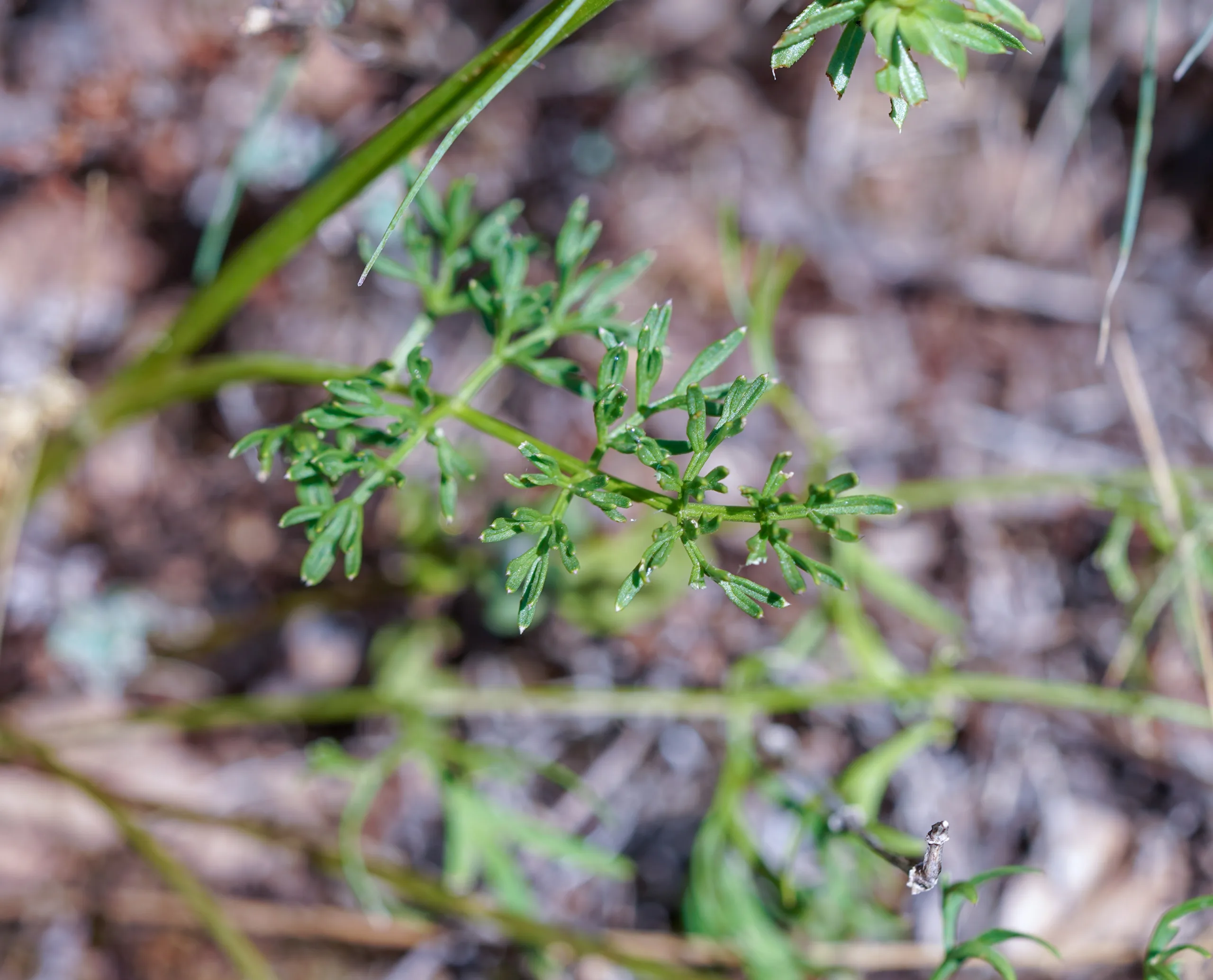 Seseli peucedanoides