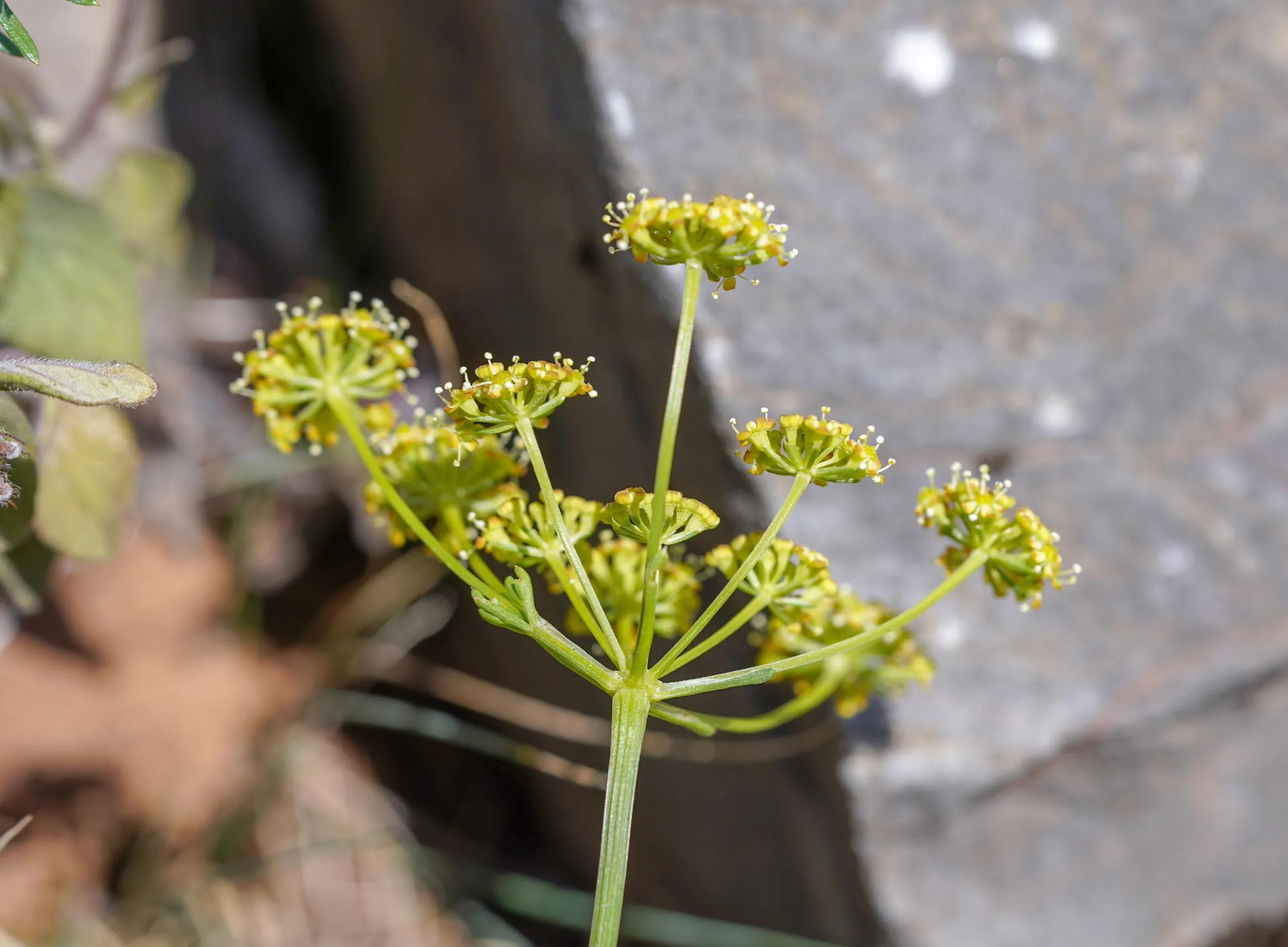 Seseli peucedanoides