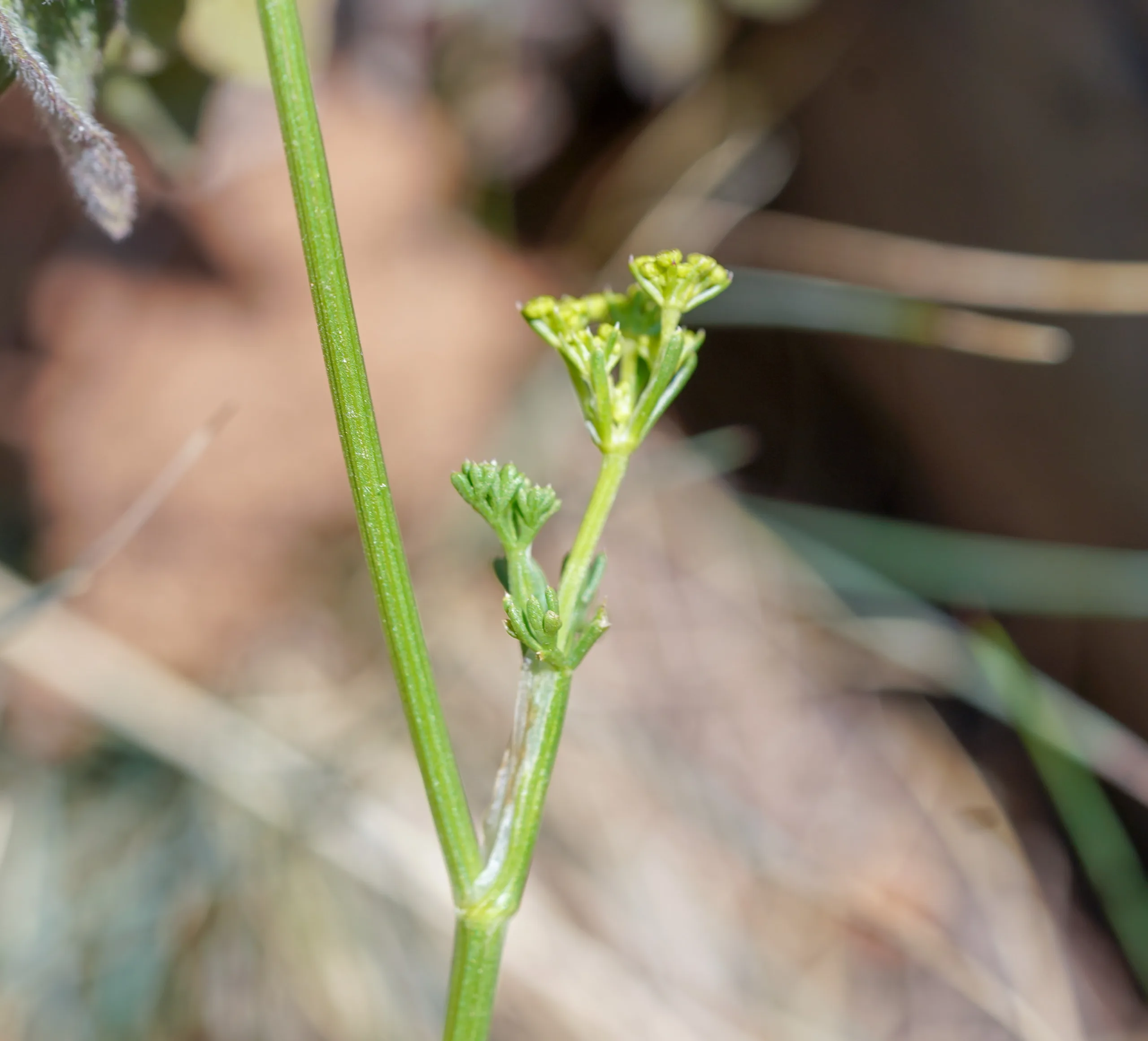 Seseli peucedanoides