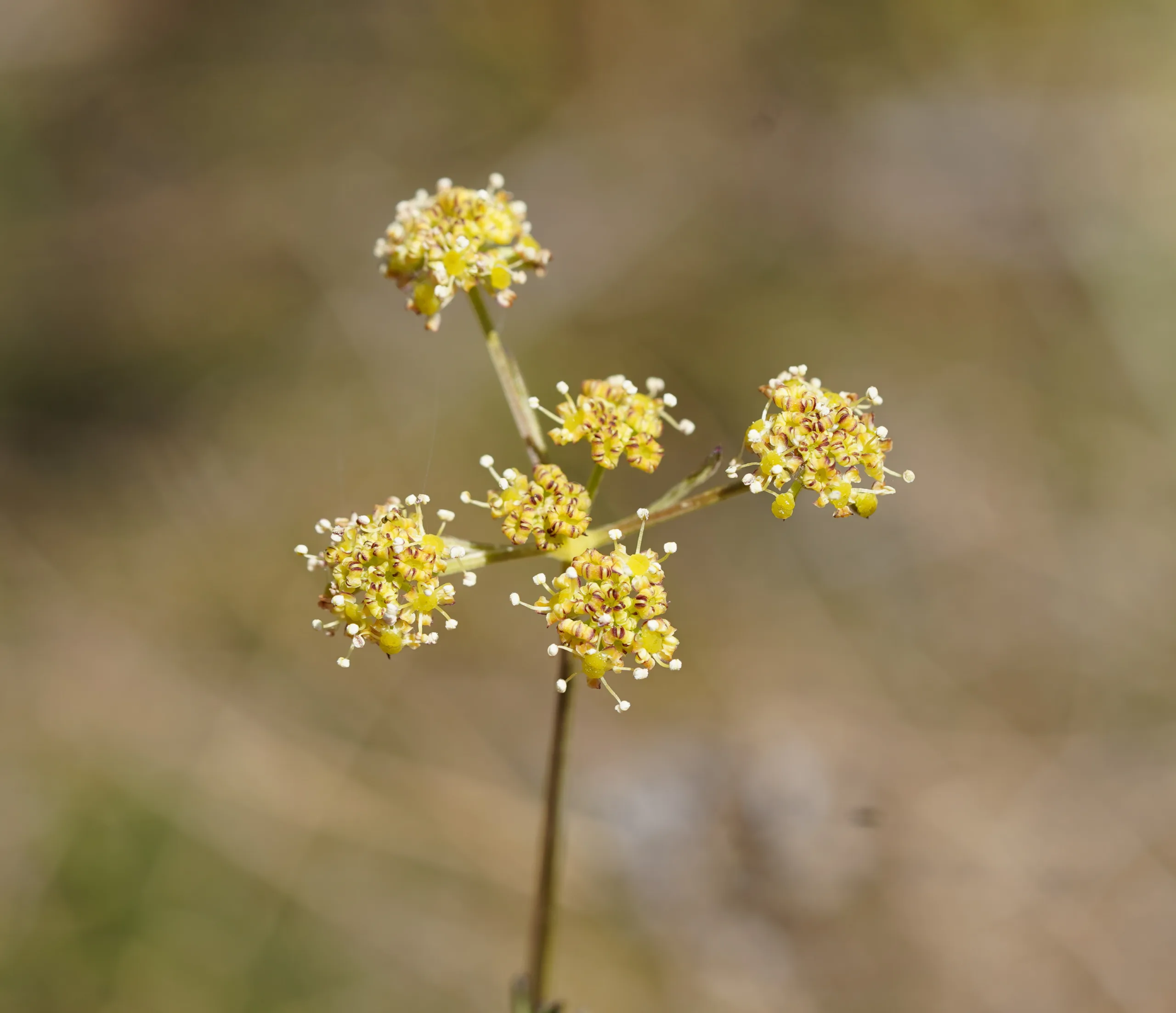 Seseli peucedanoides