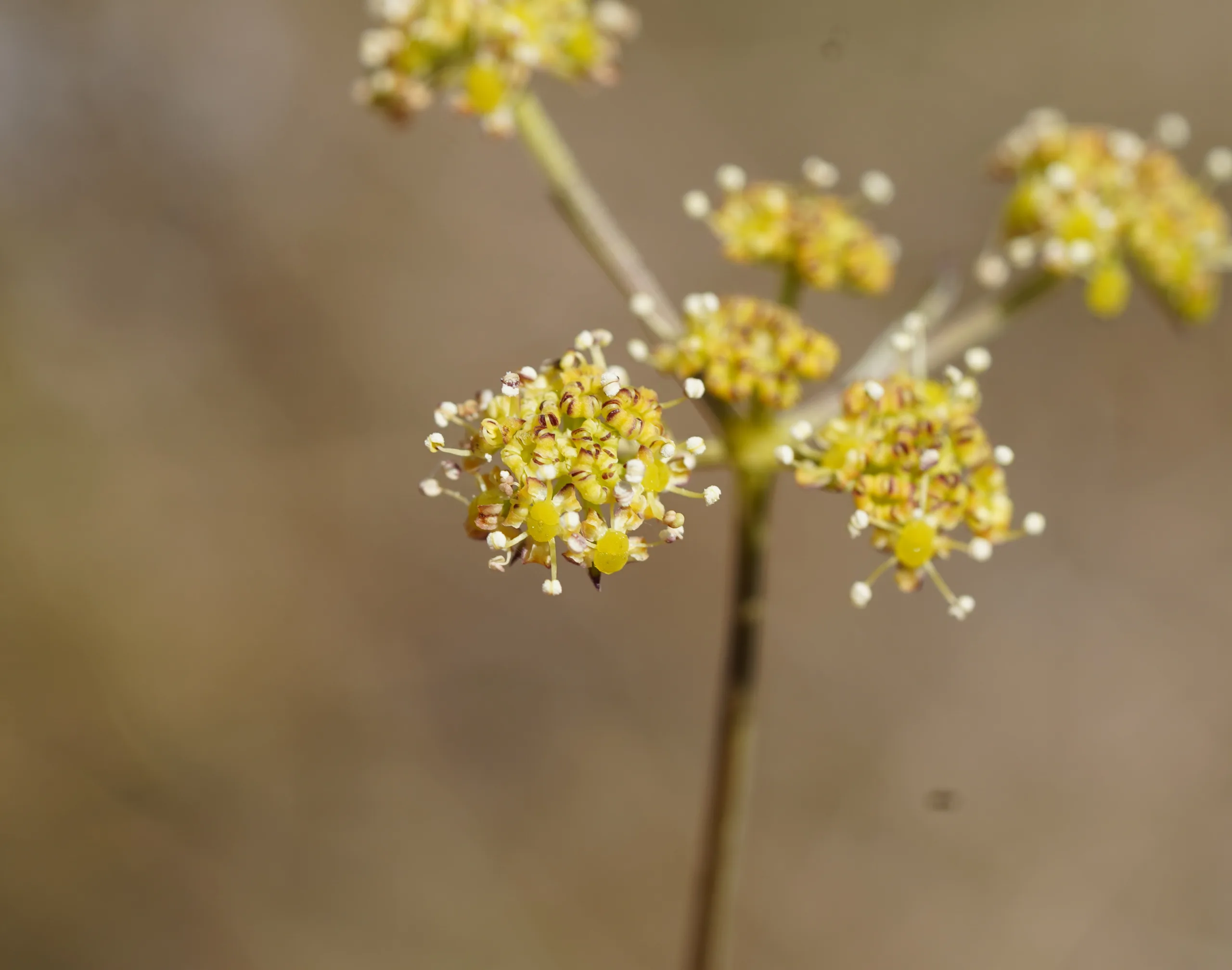 Seseli peucedanoides