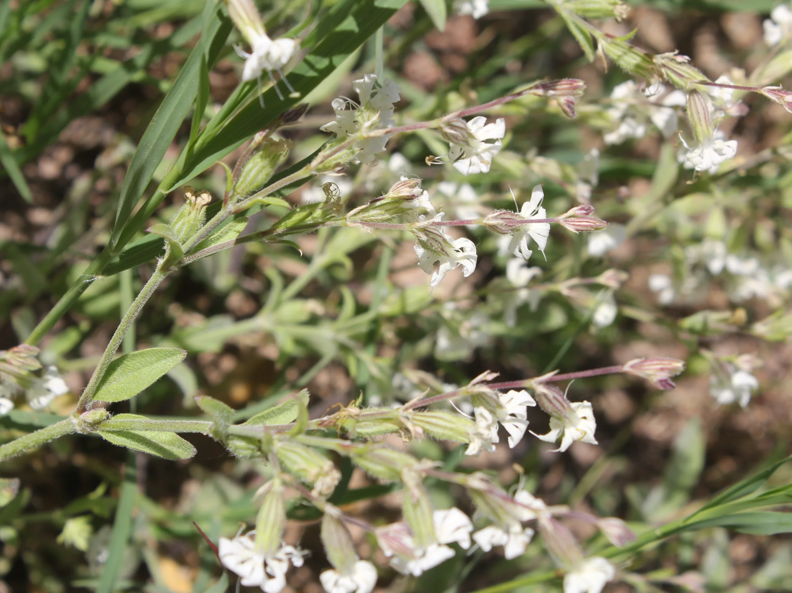 Silene dichotoma