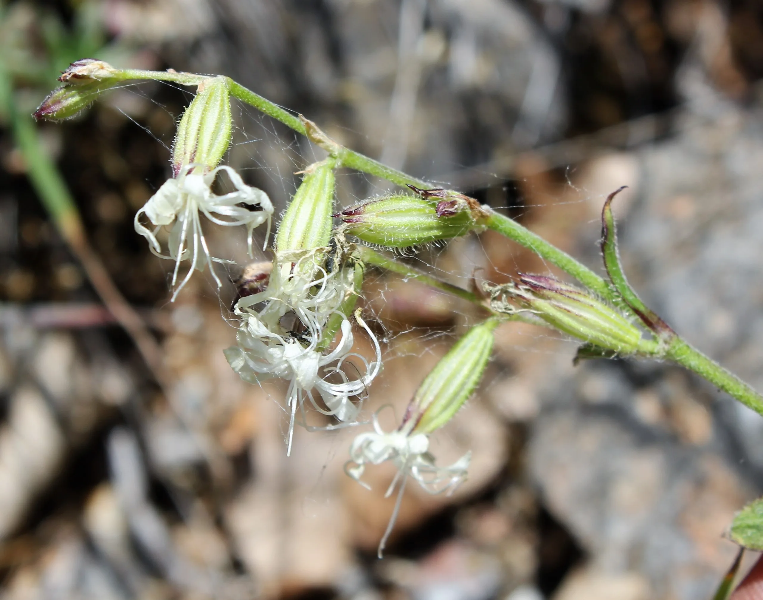 Silene dichotoma