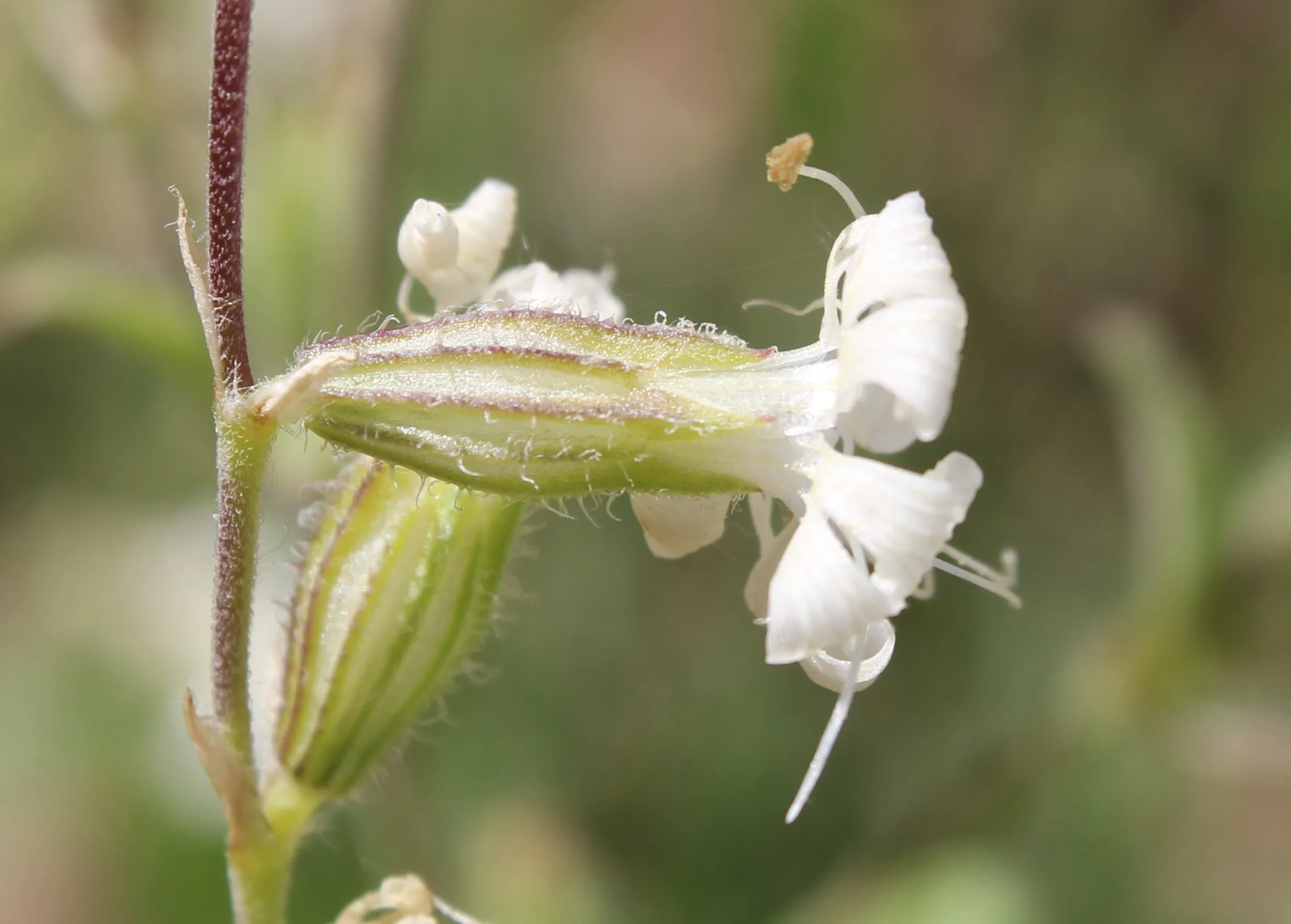 Silene dichotoma