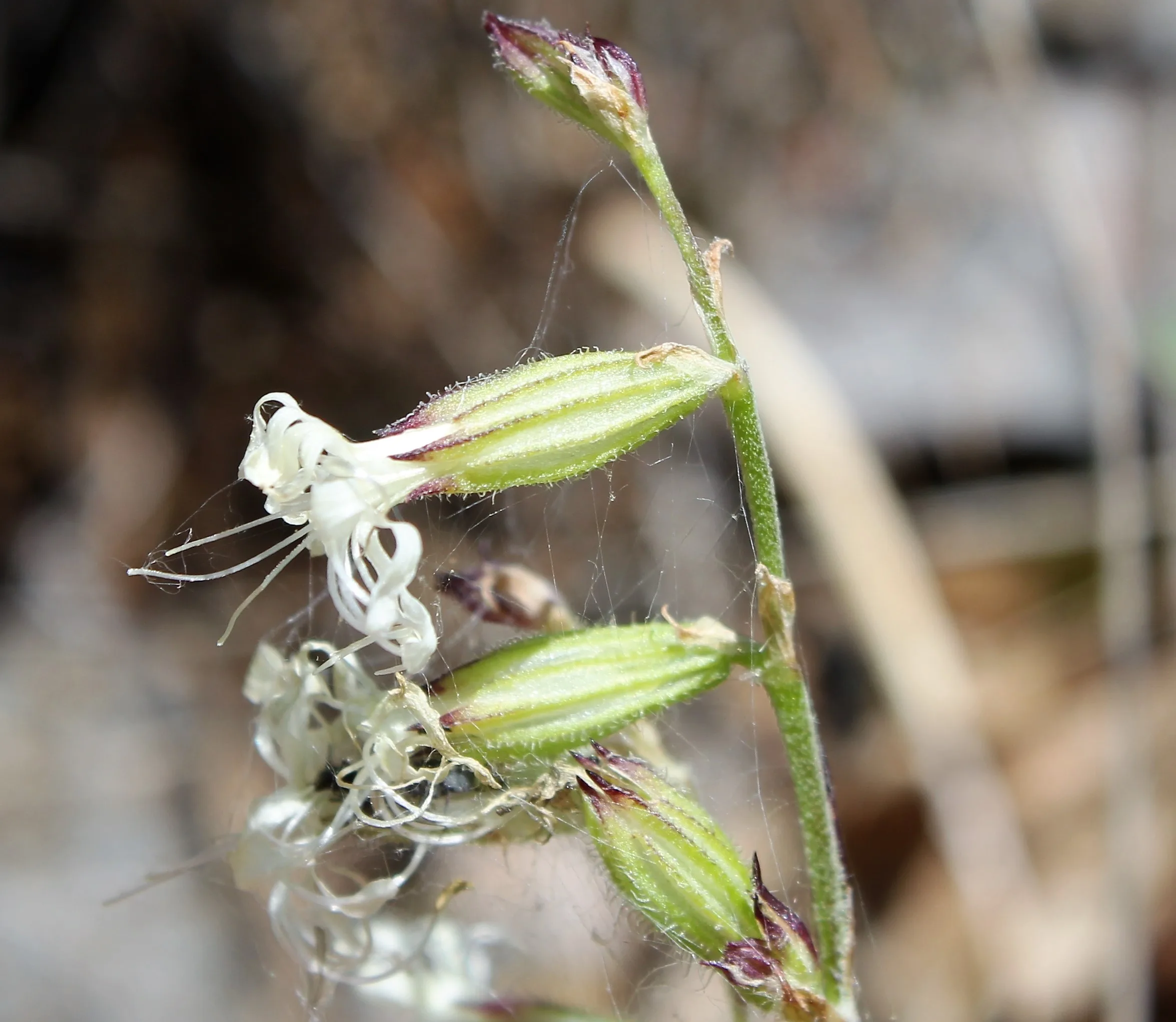 Silene dichotoma