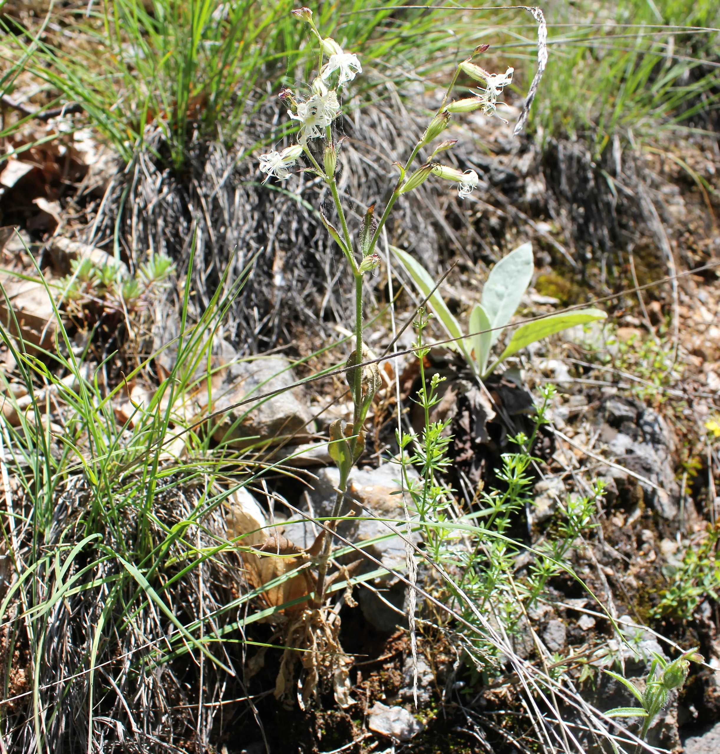 Silene dichotoma