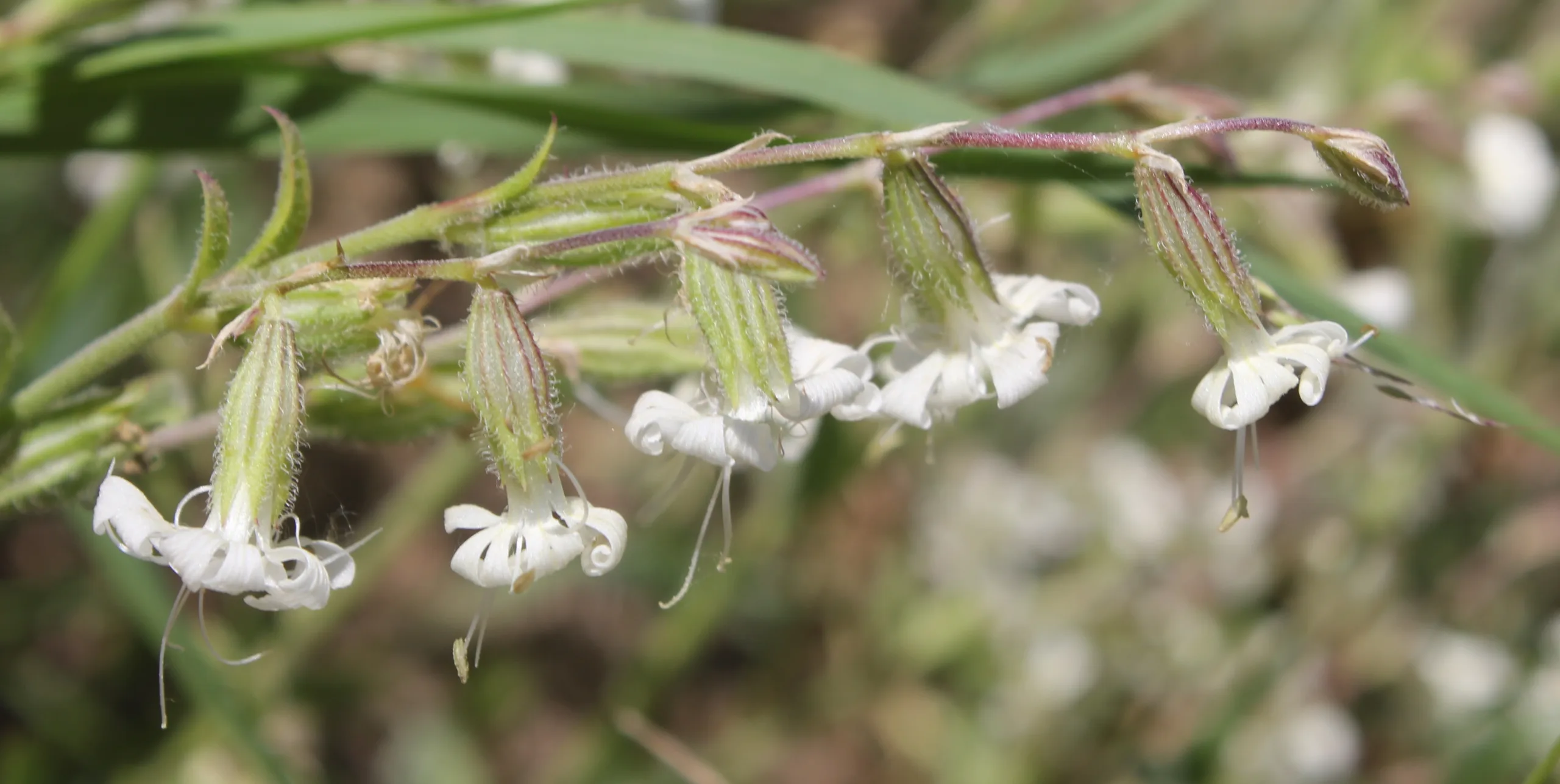 Silene dichotoma