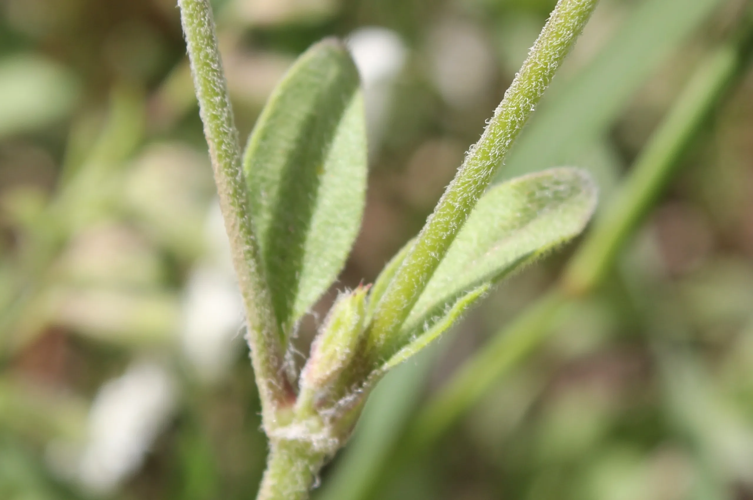 Silene dichotoma