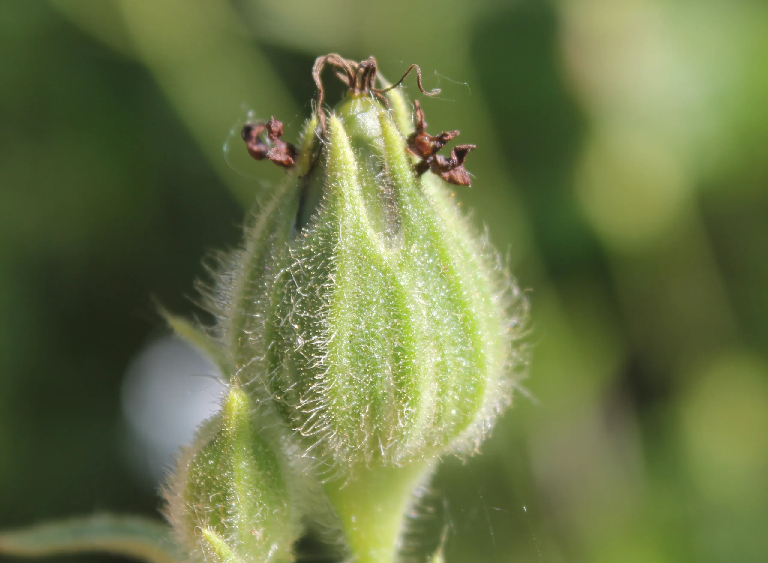 Silene latifolia subsp. alba