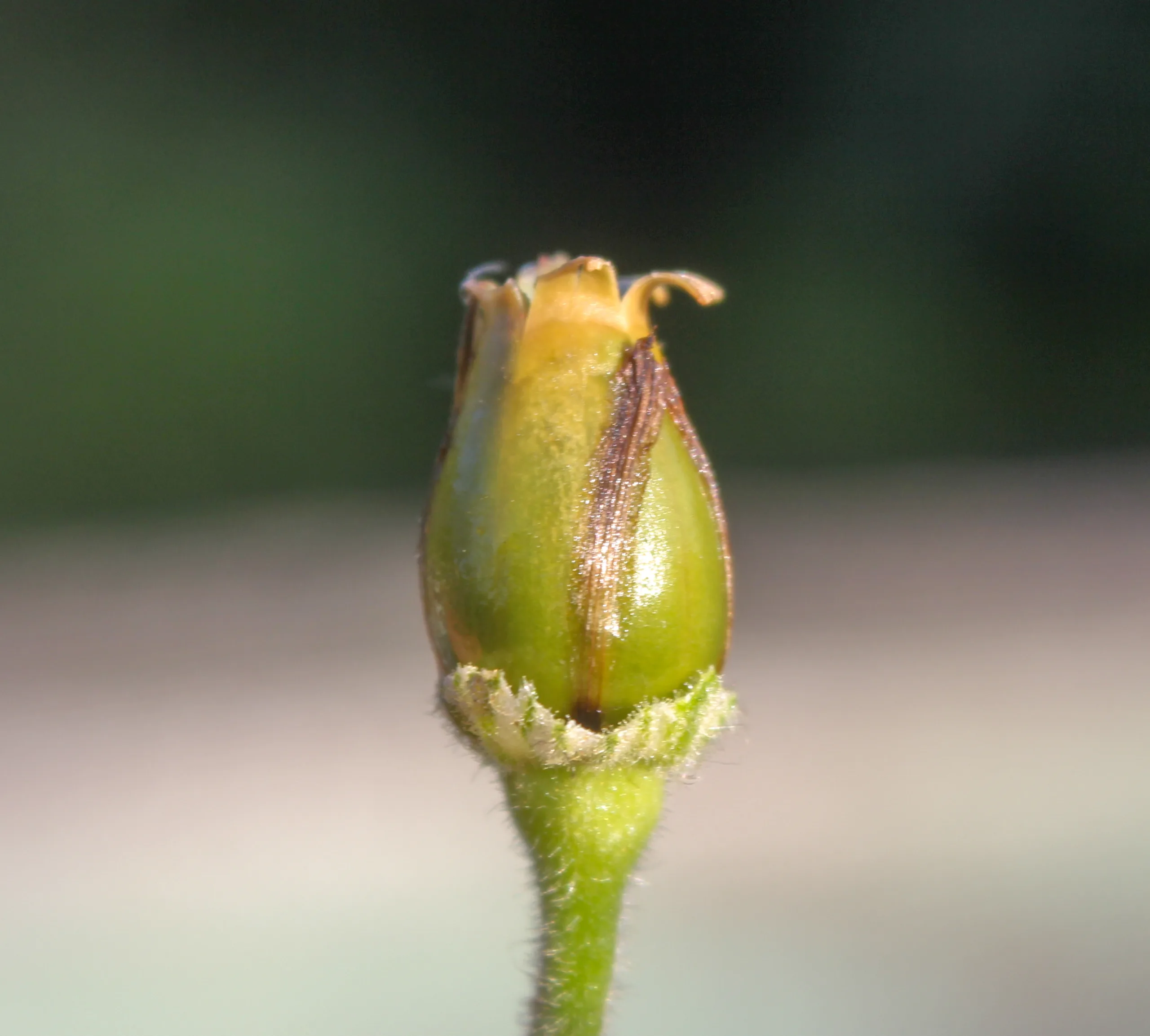 Silene latifolia subsp. alba