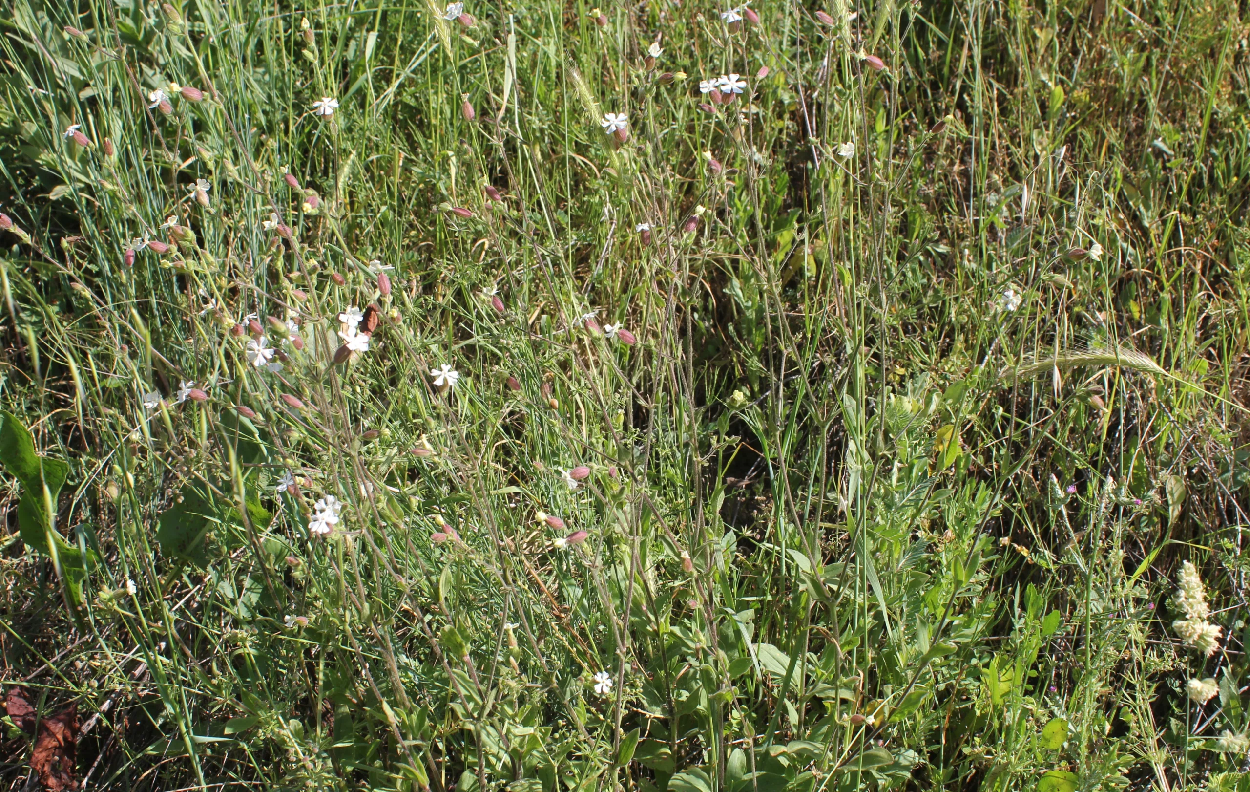 Silene latifolia subsp. alba