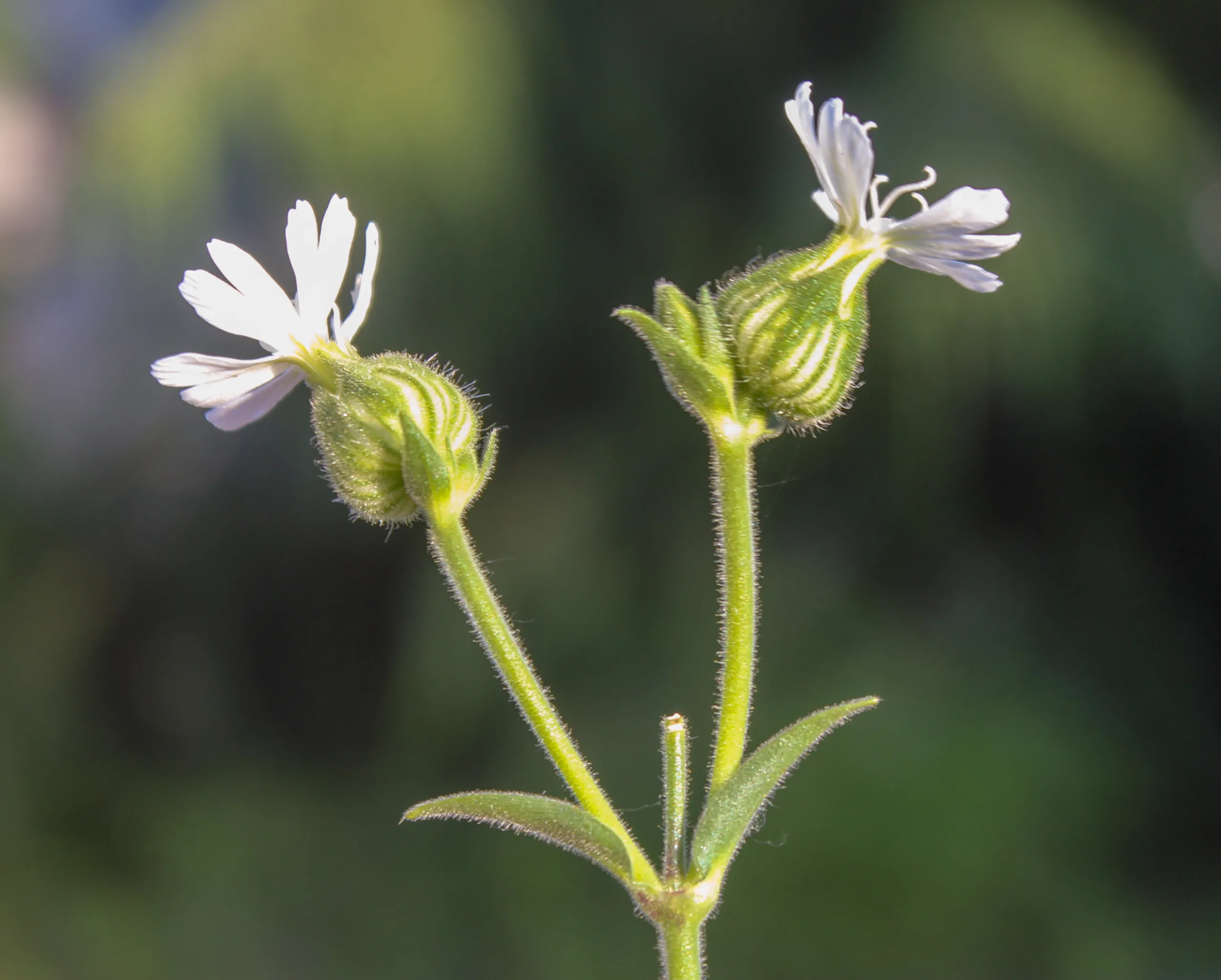 Silene latifolia subsp. alba
