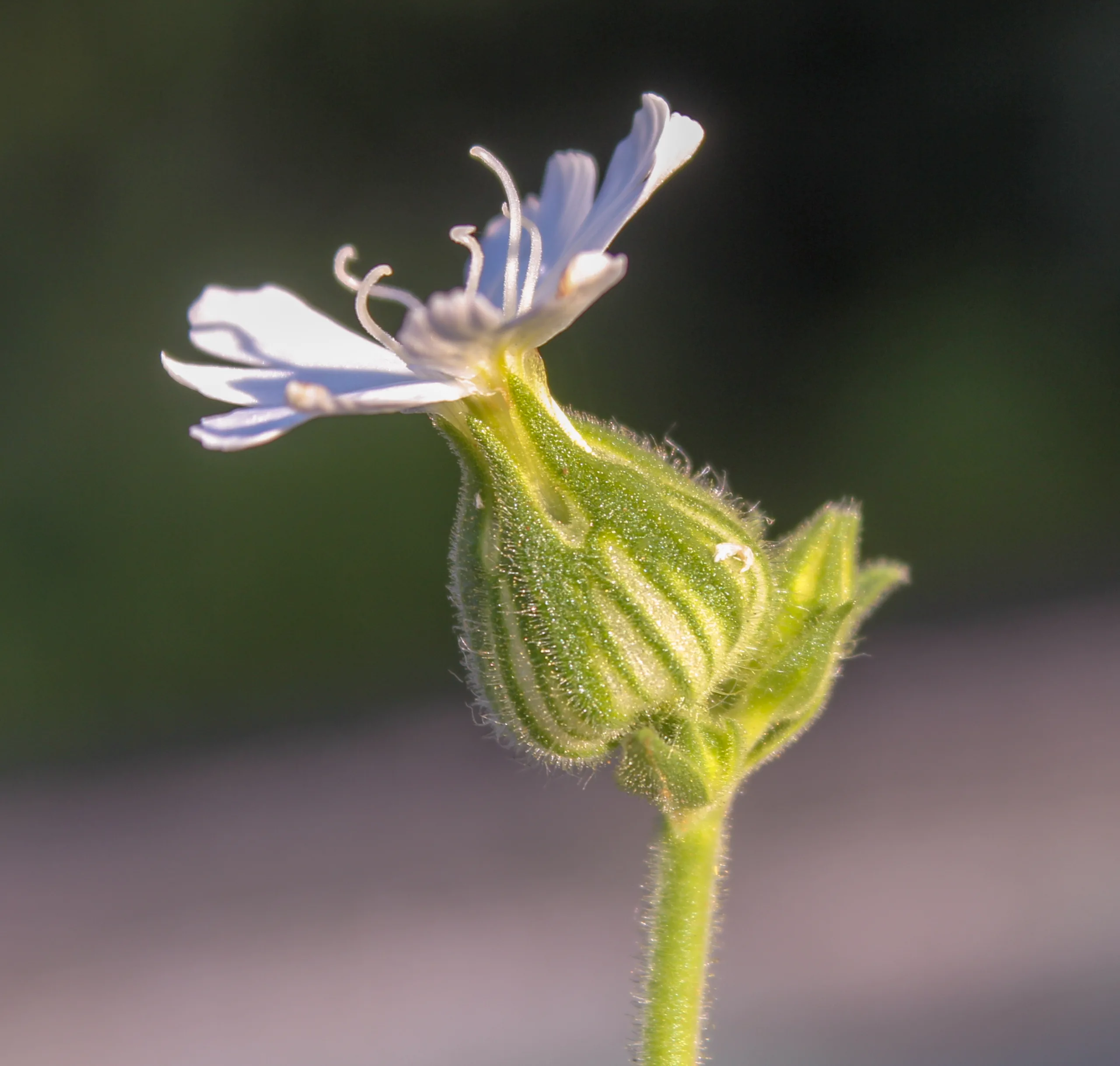 Silene latifolia subsp. alba